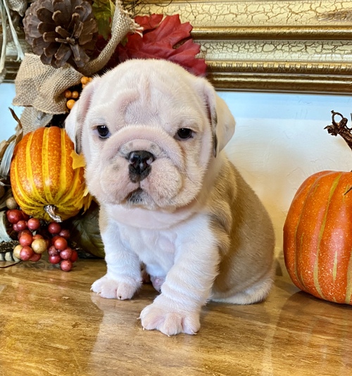 Males and Females English Bulldog puppies for sale
