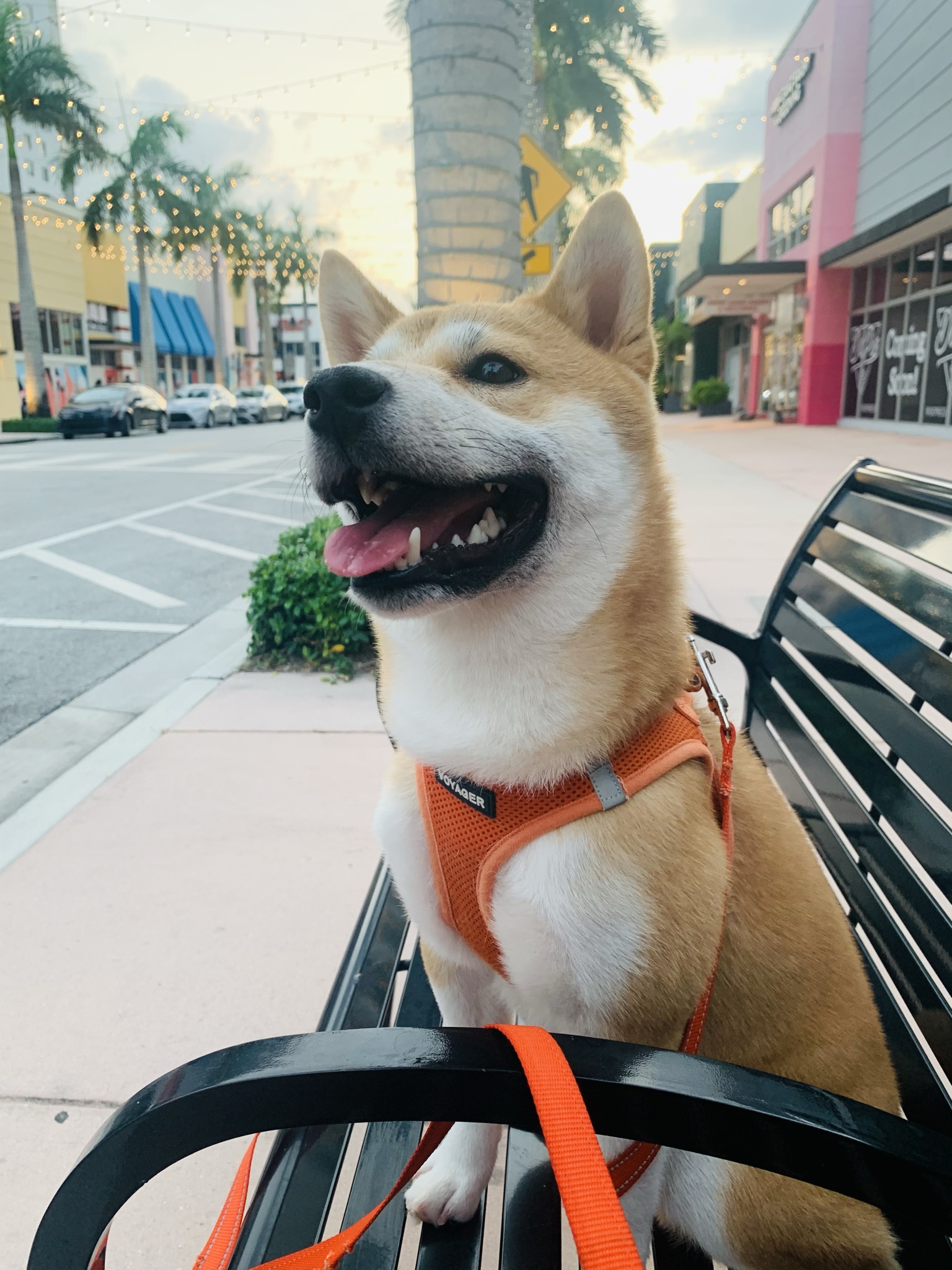 11 m/o Shiba Inu for sale