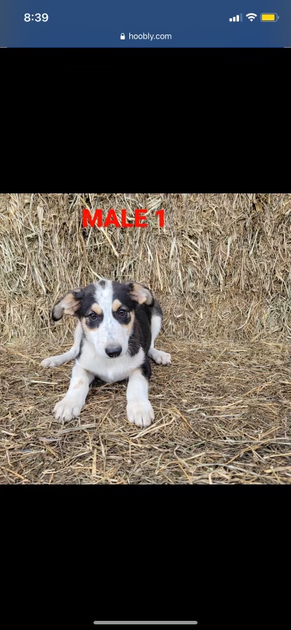 Half border collie. Half blue heeler.