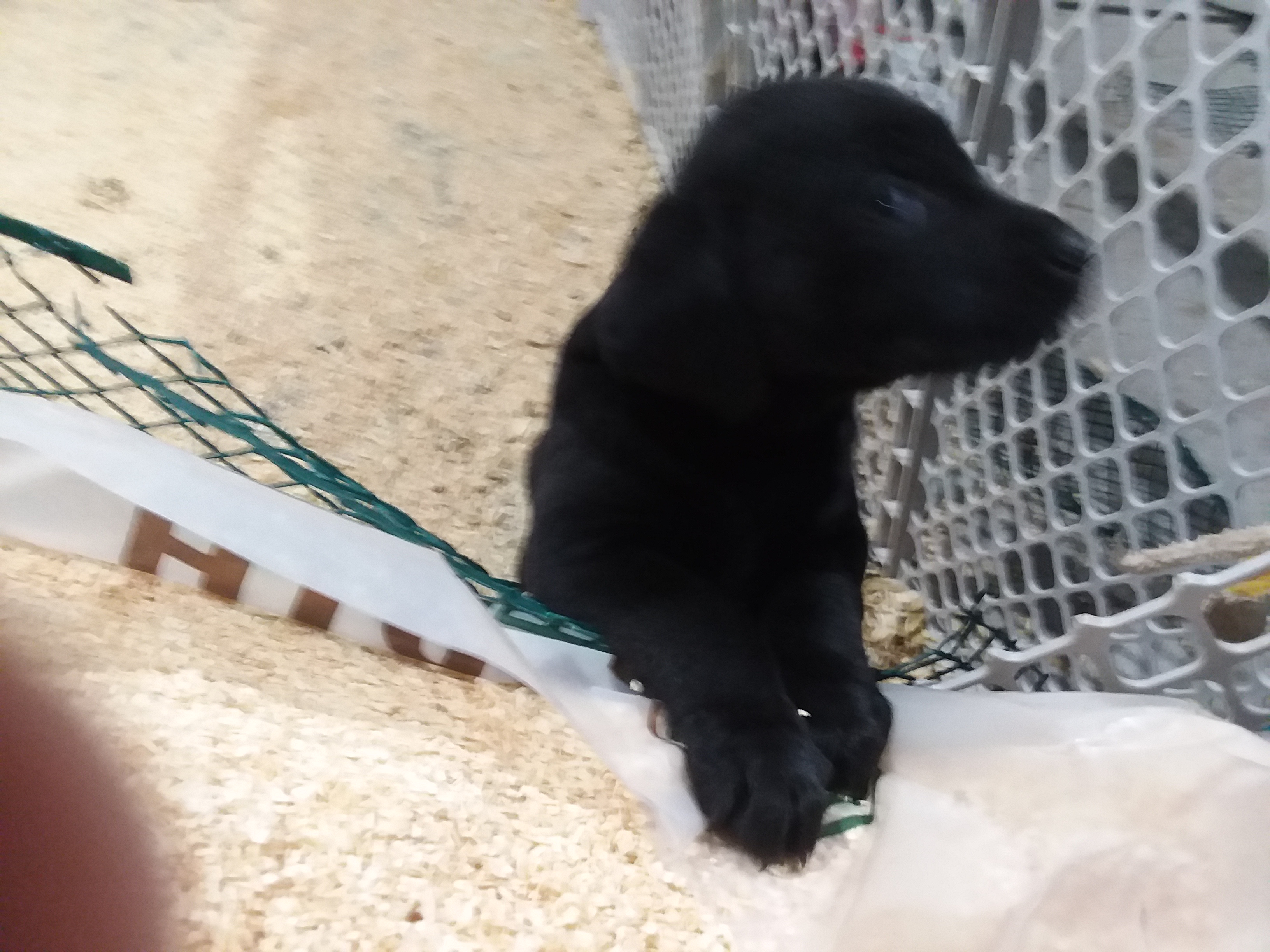 Black lab pups