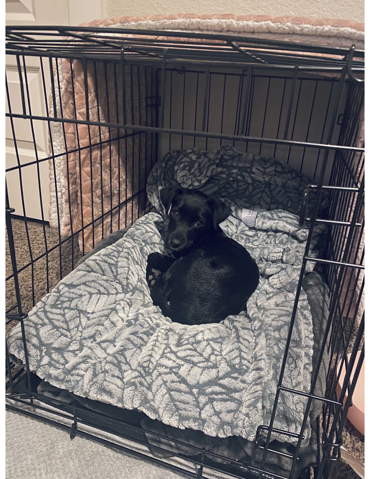 2 Month Old Female Lab Mix [PRICE NEGOTIABLE]