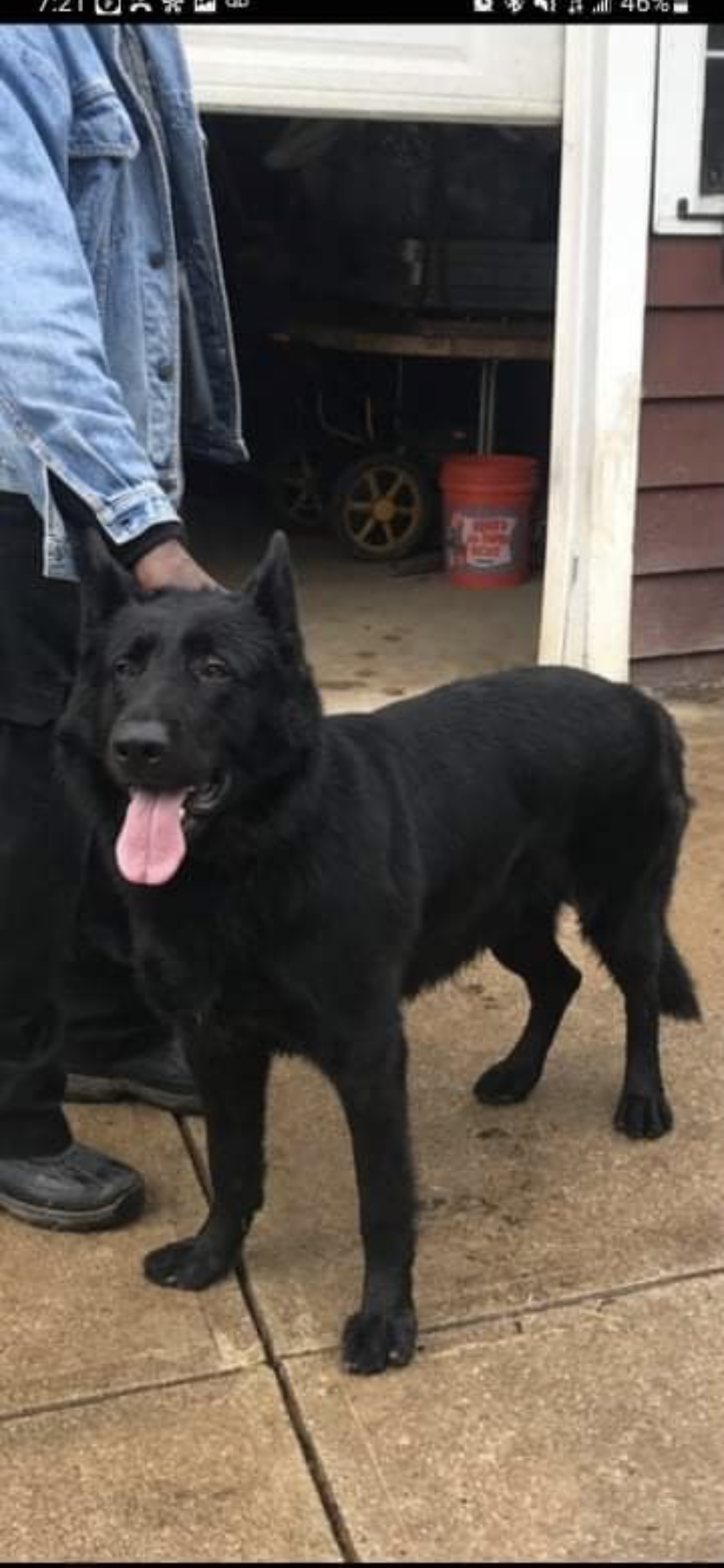 Female Black German Shepard