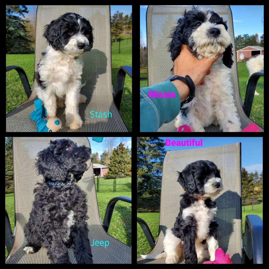 Amazing CavaPoodles