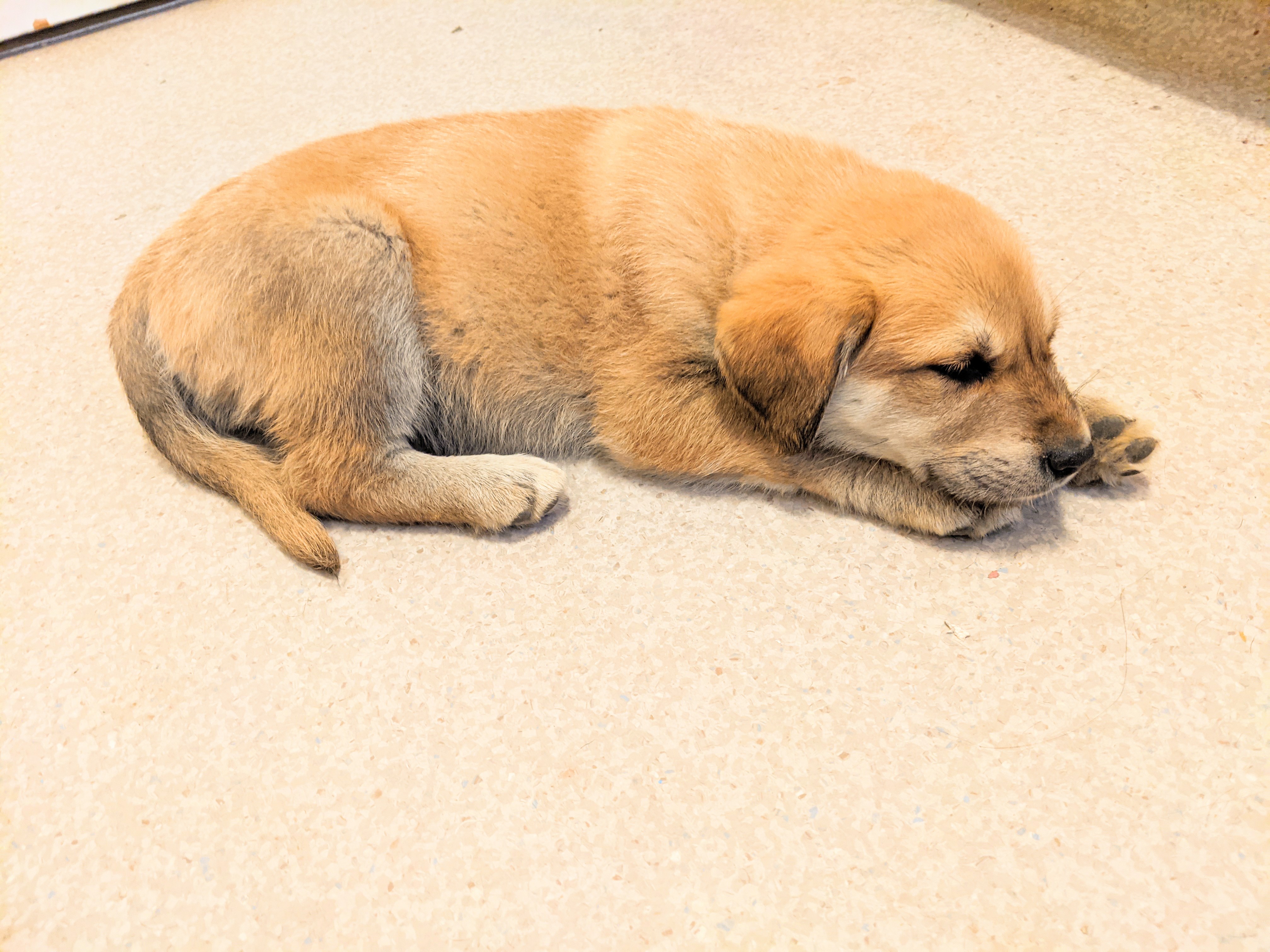 Golden retriever/great pyrenees