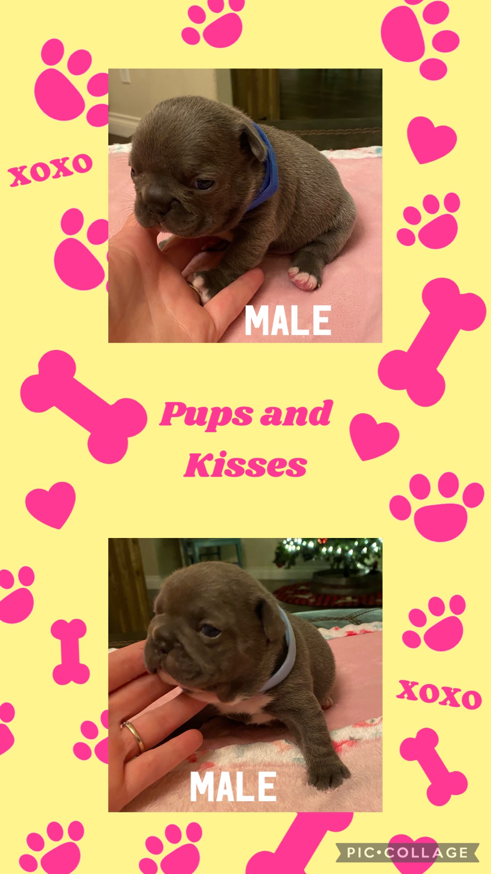 French Bulldog Puppies