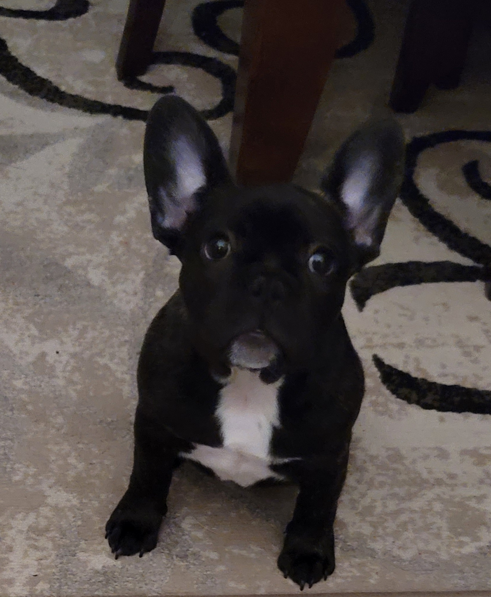 Puppy