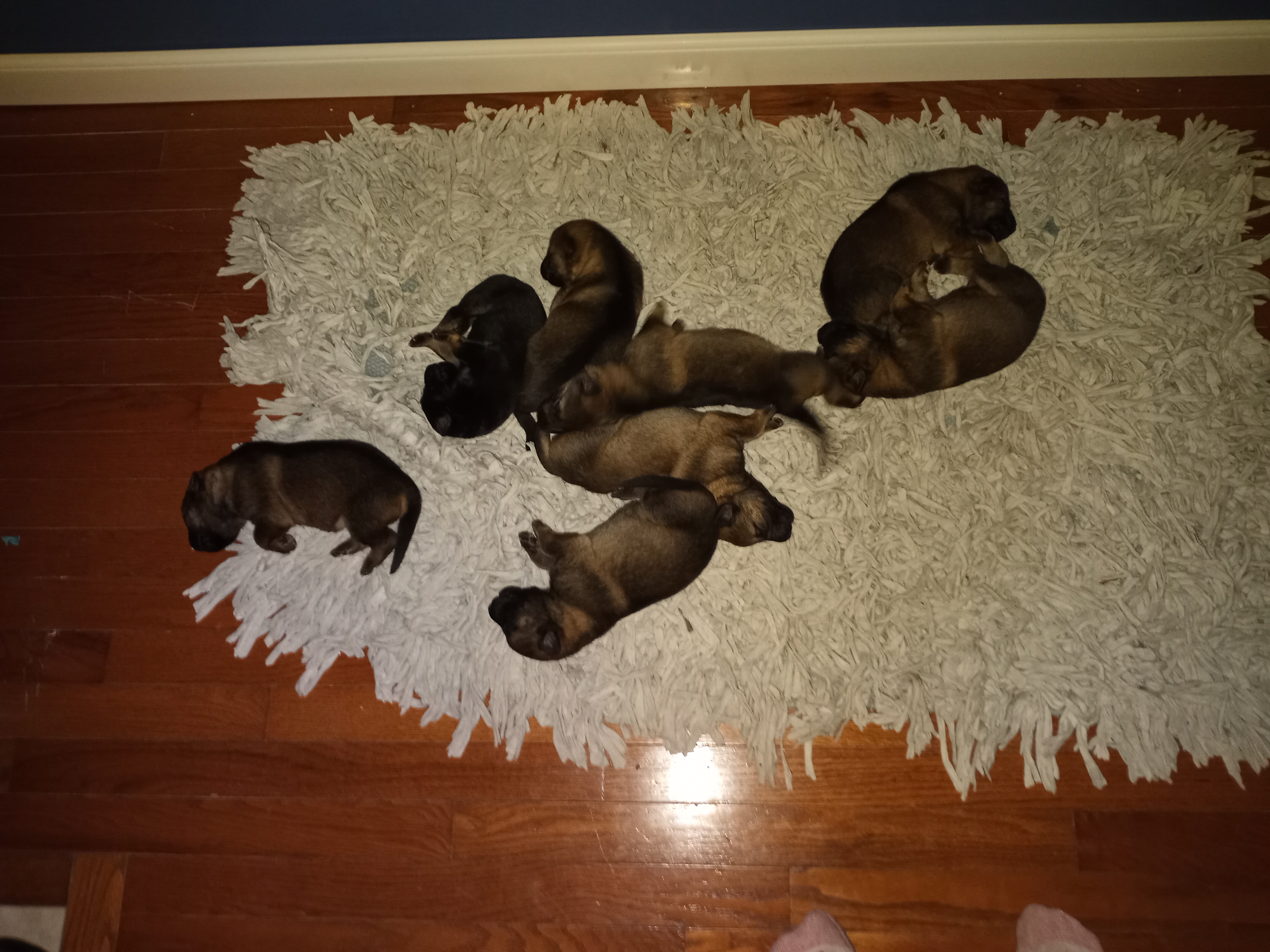 AKC German Shepards