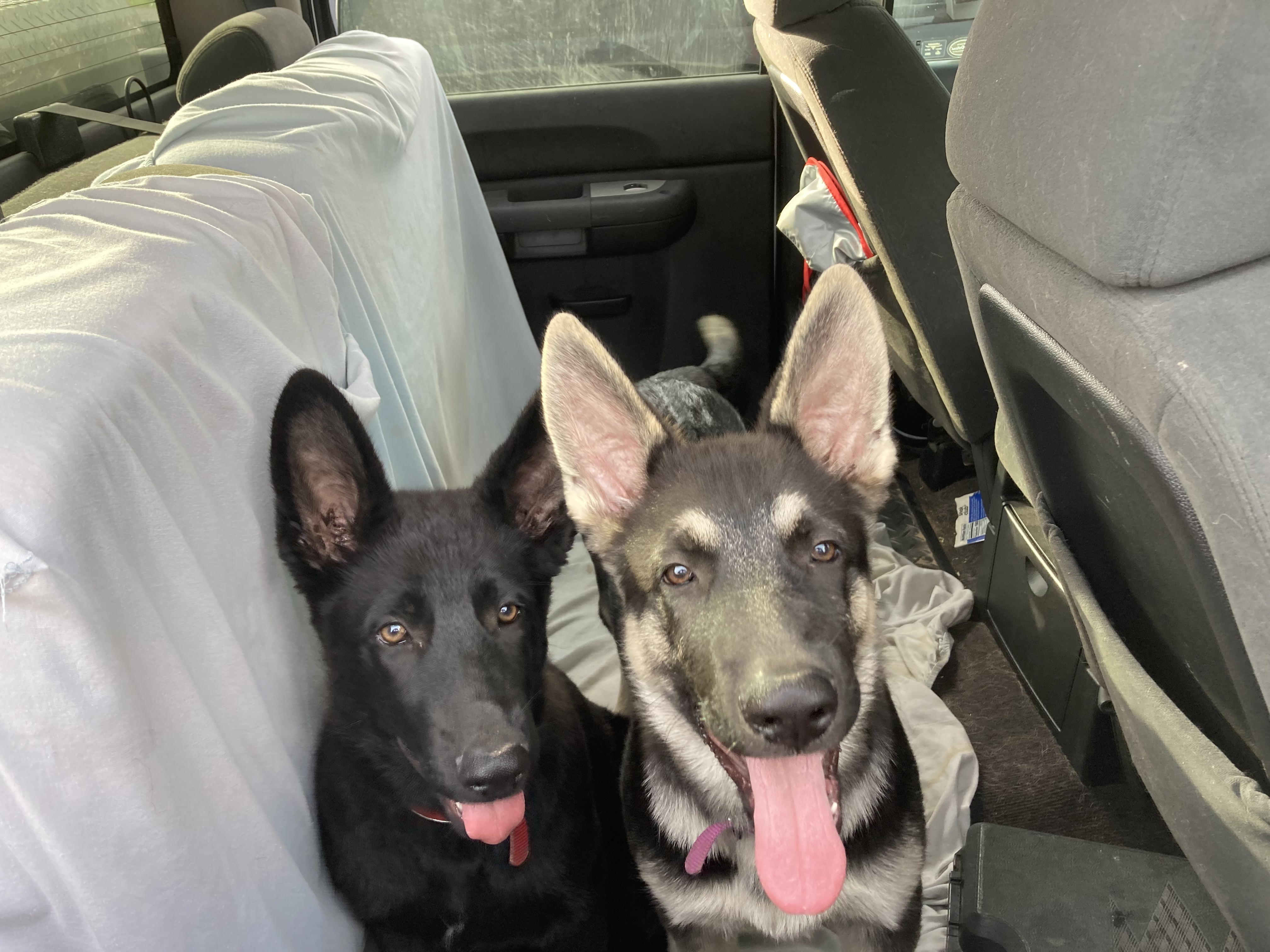 AKC German shepherd puppies