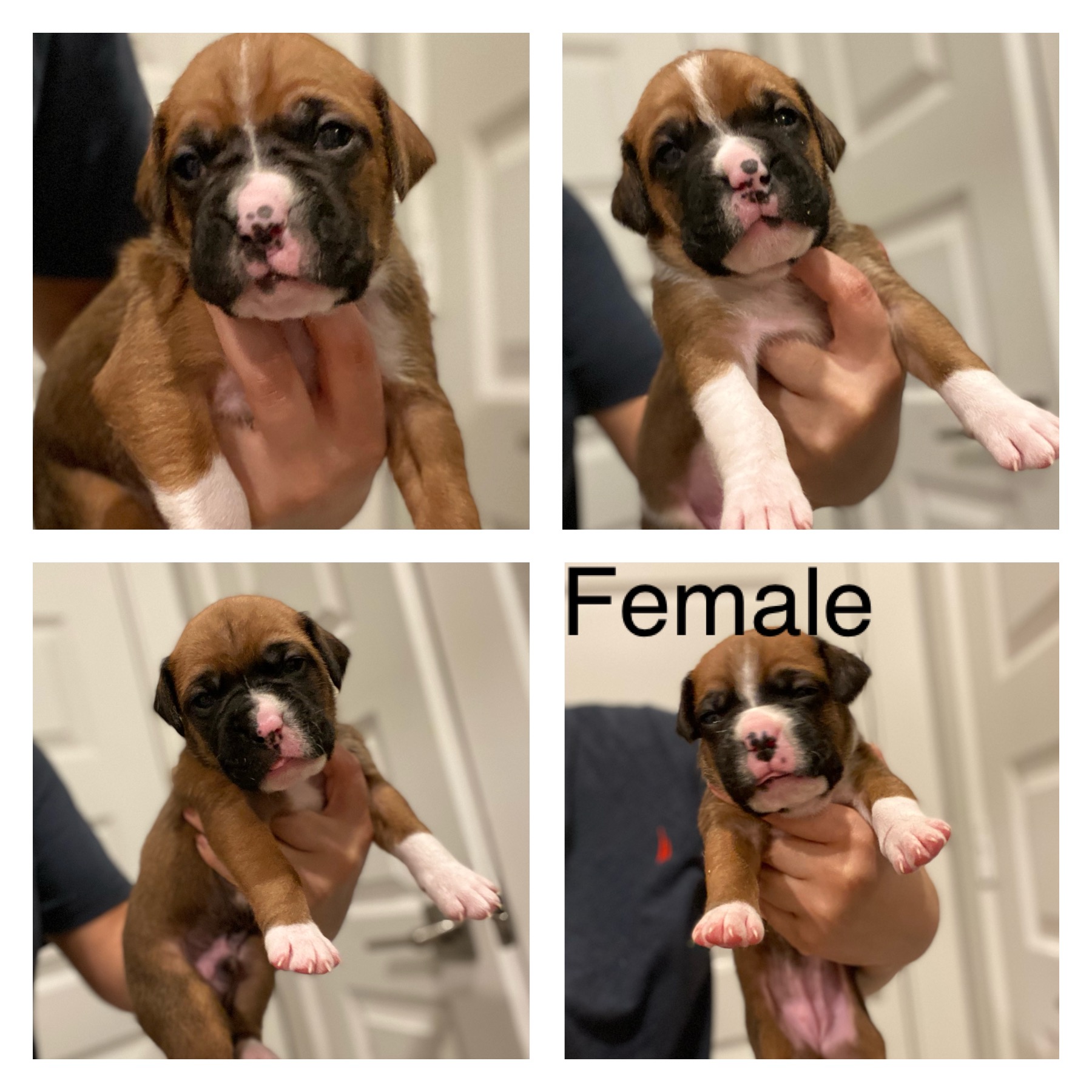 FAWN BOXER PUPPIES