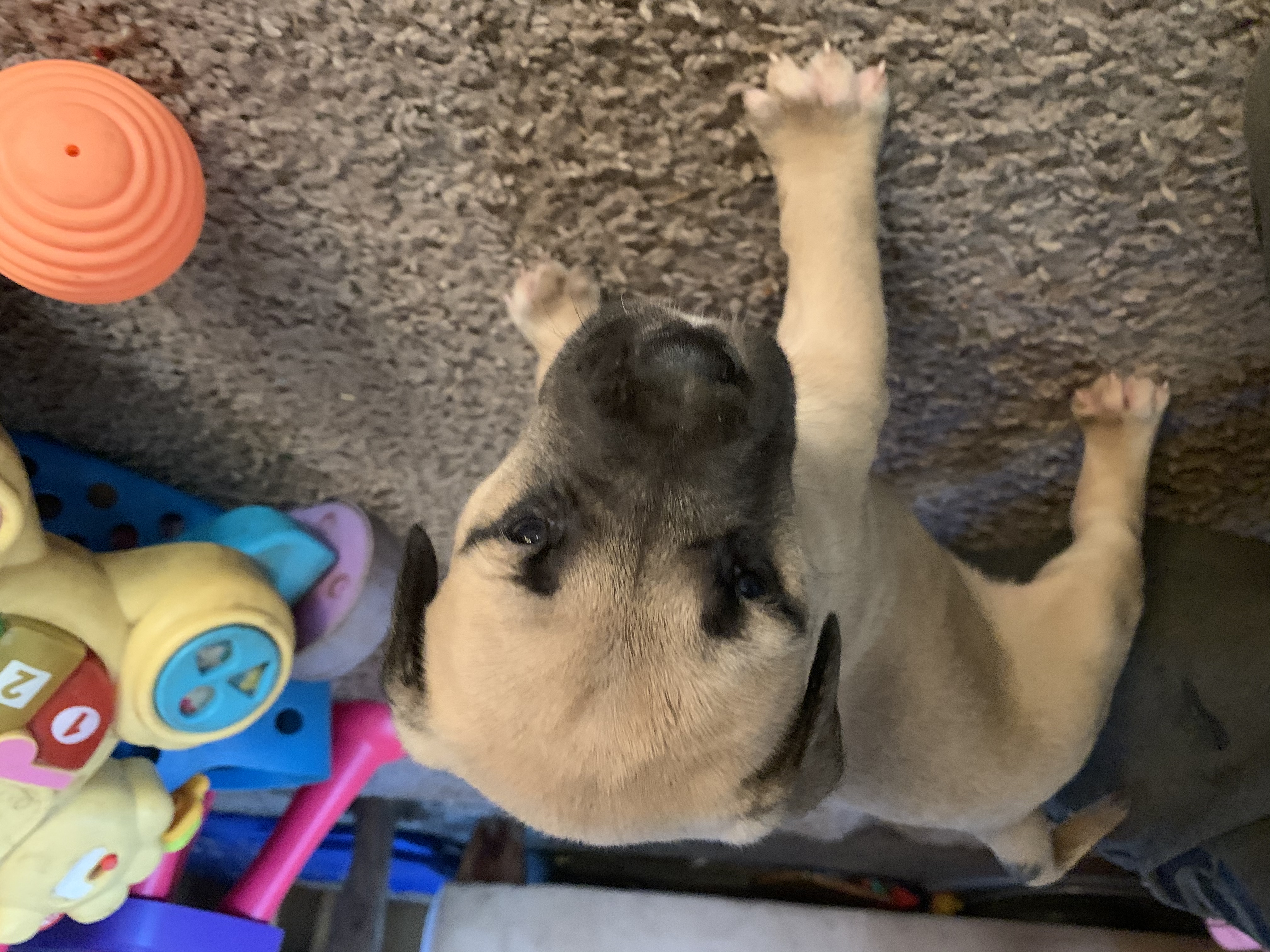 Beautiful mastiff female puppy