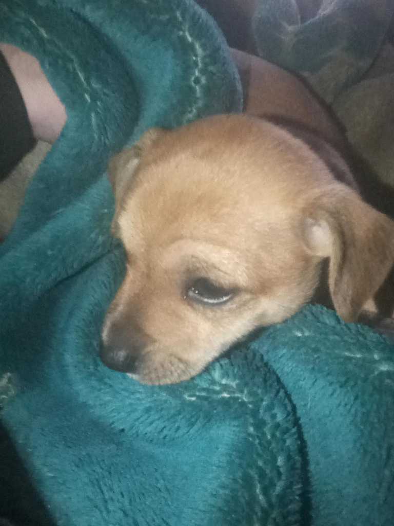 One male one female Chihuahua pups 8 weelks