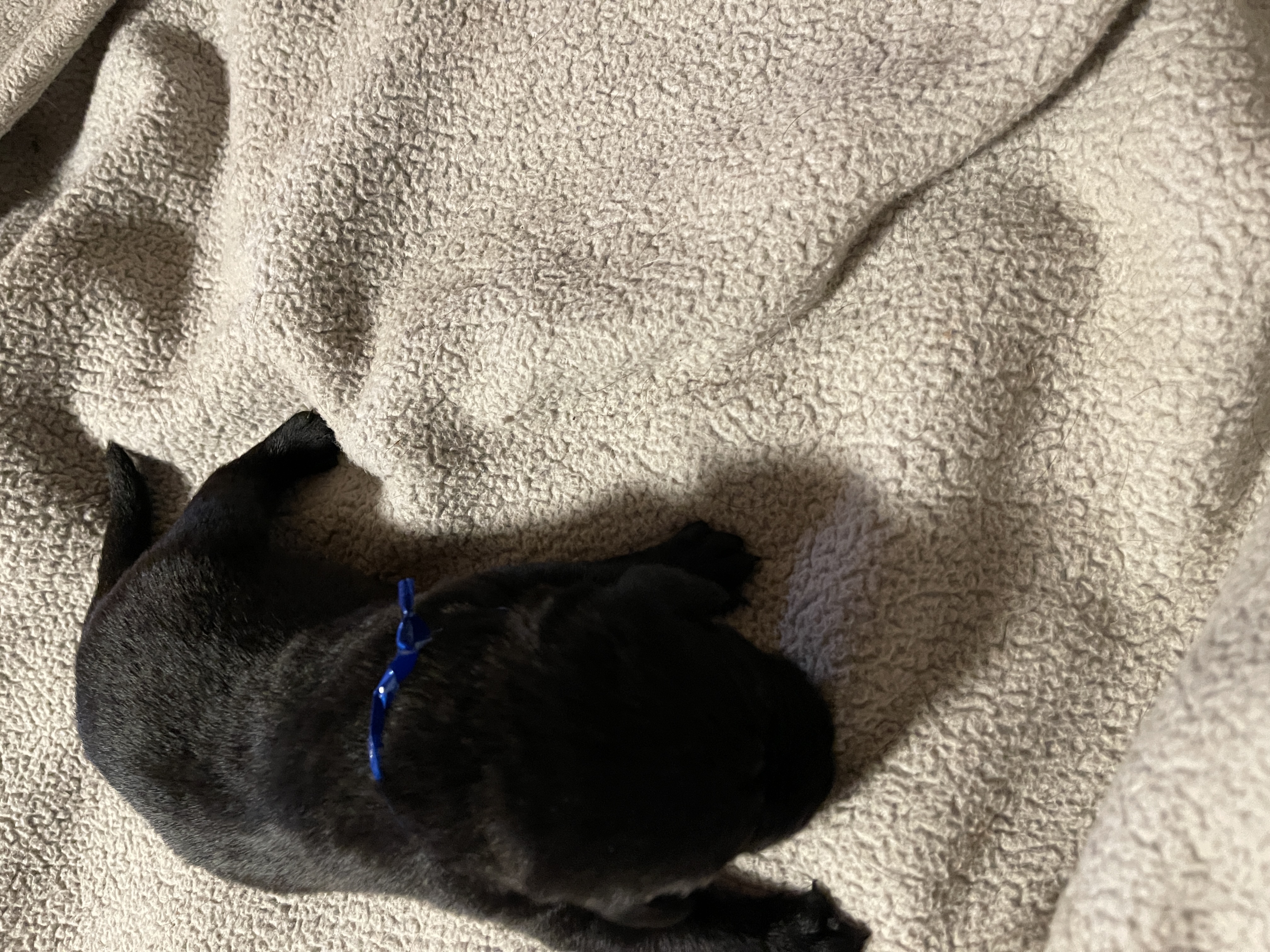 AKC Labrador retrievers for sale