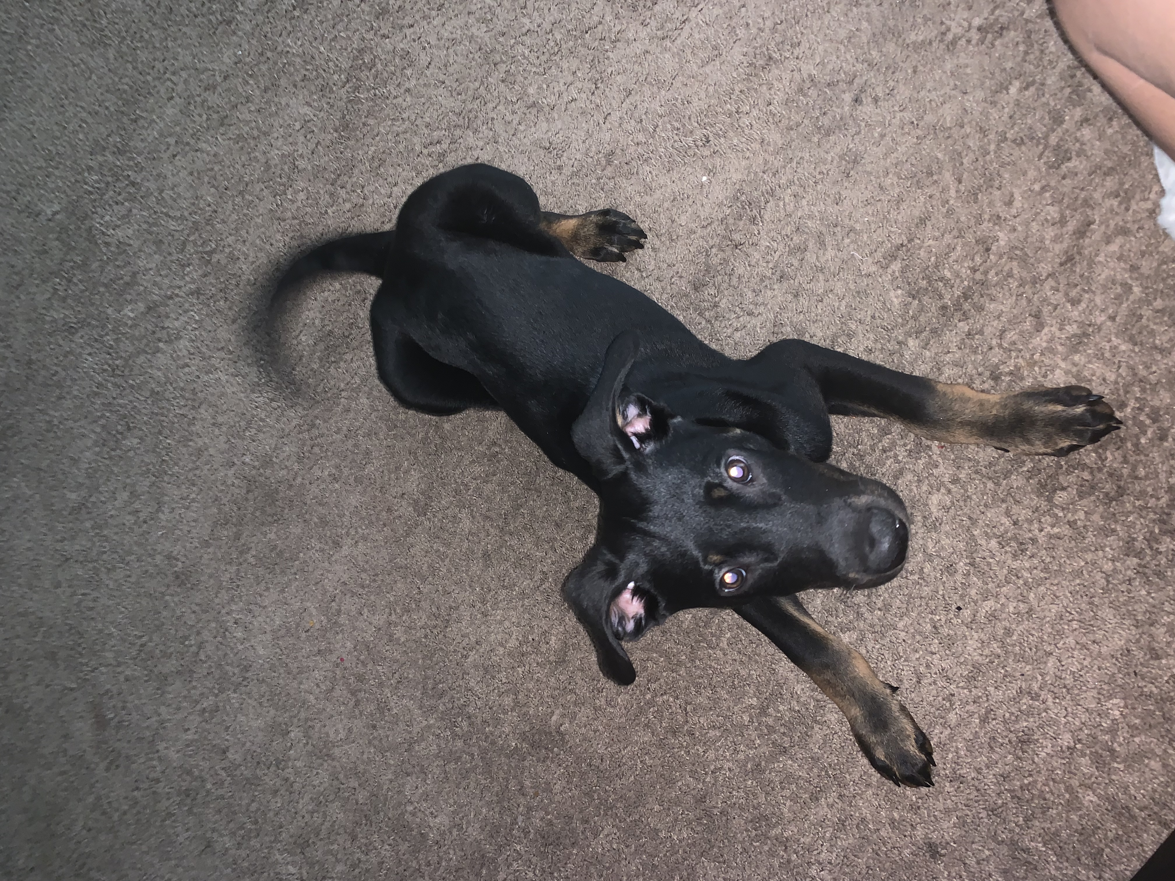 Puppy for sale