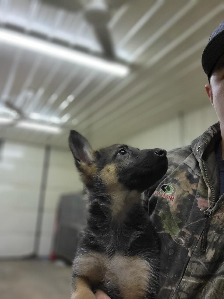 Female German shepard