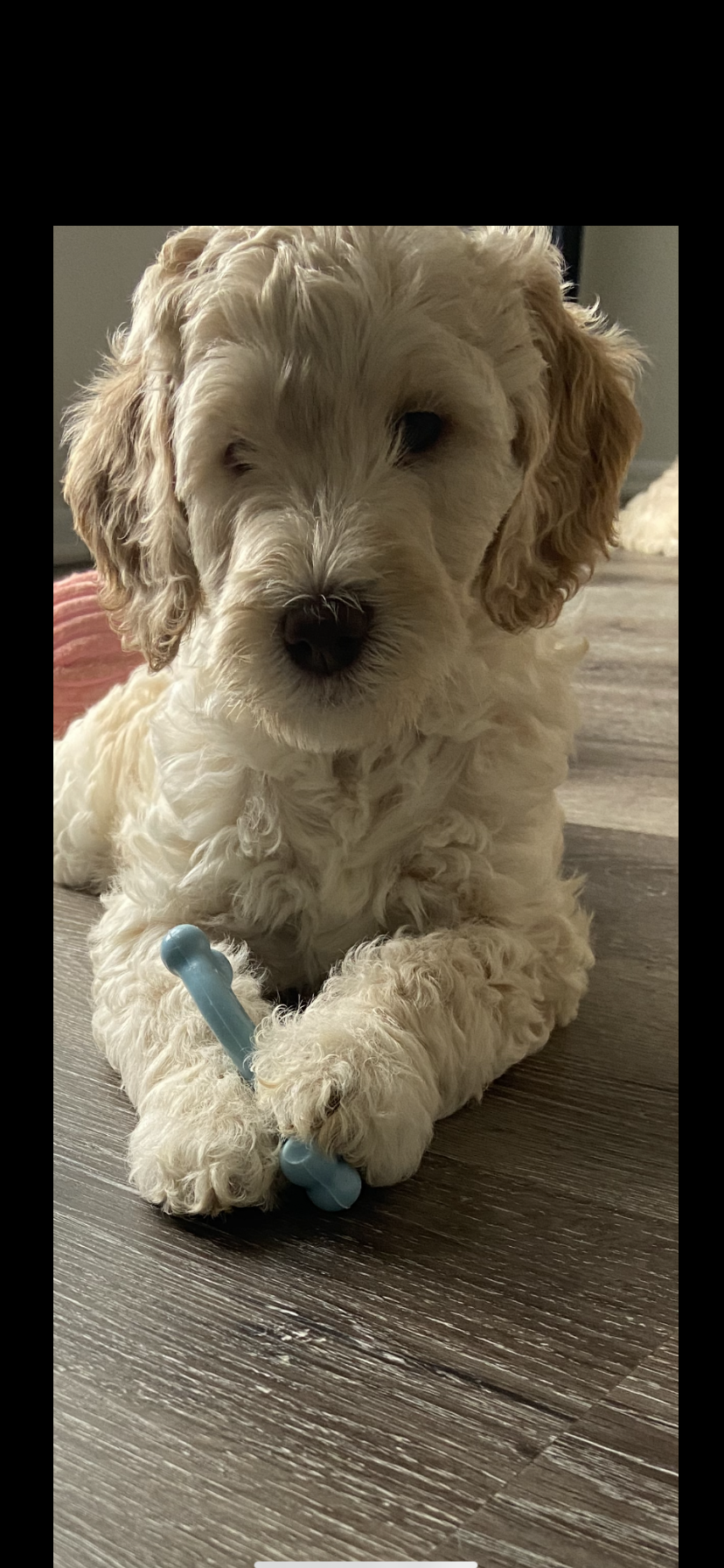 Goldendoodle puppies