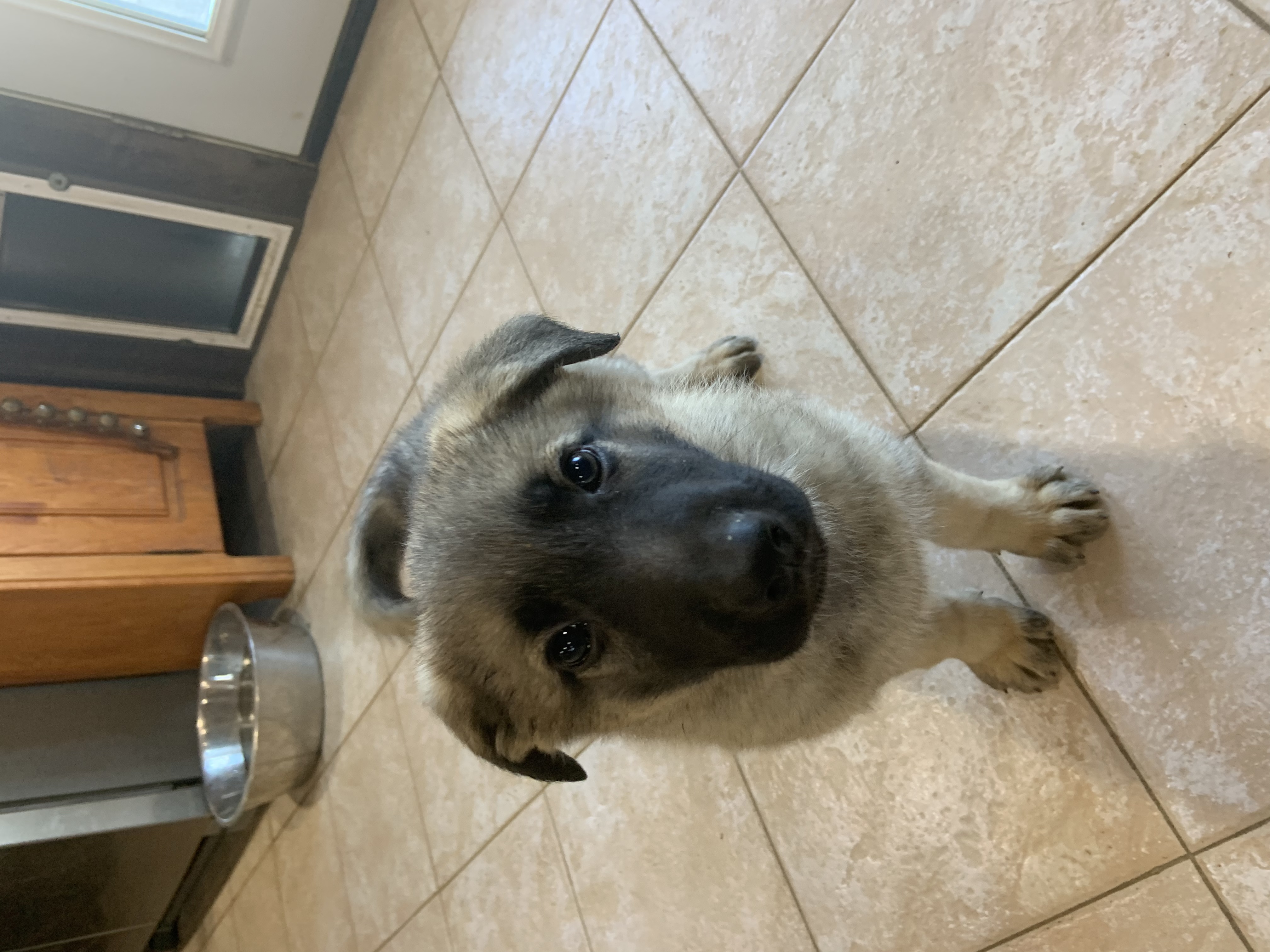 German Shepherd Puppies