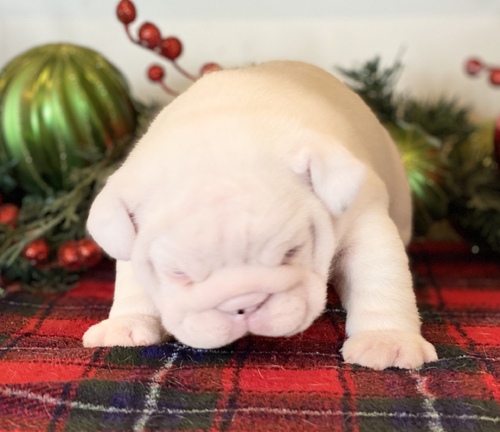 Cute English Bulldog