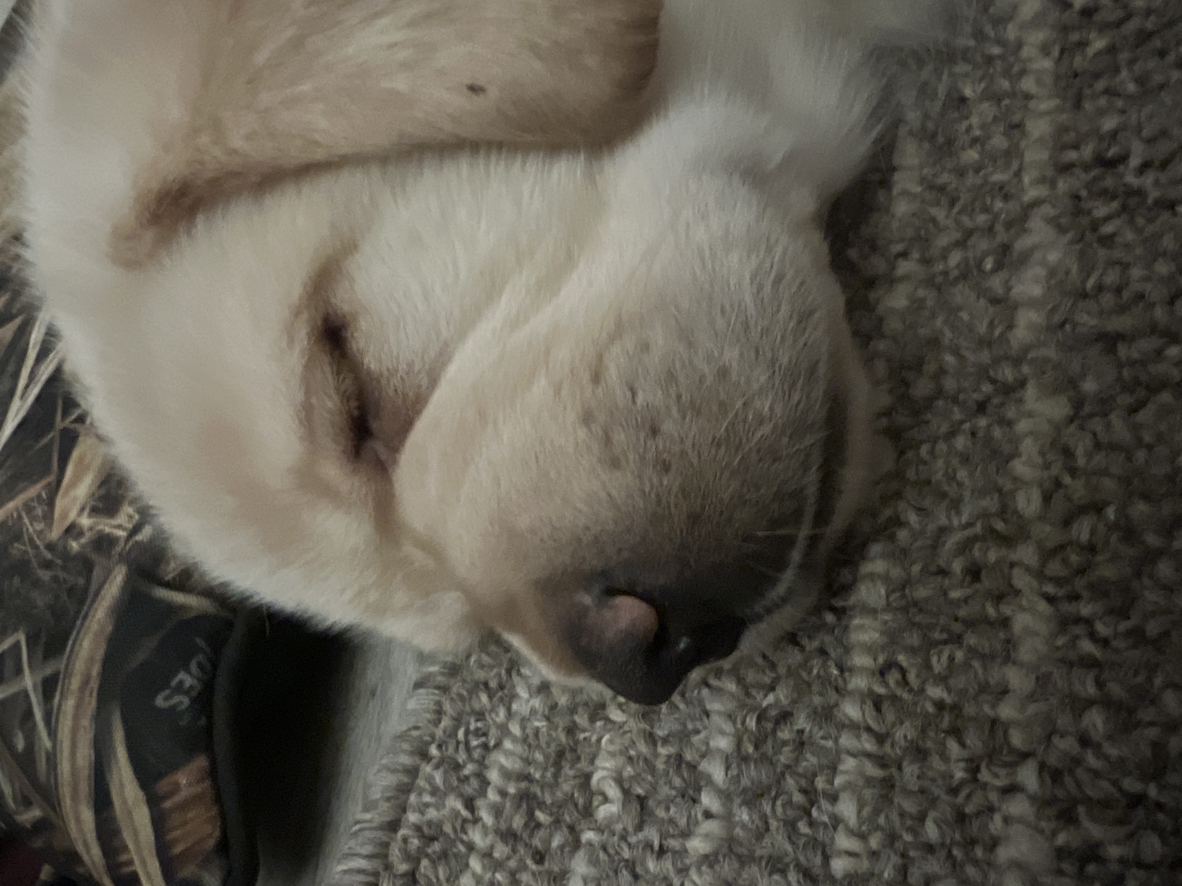 English Labrador Retriever pups
