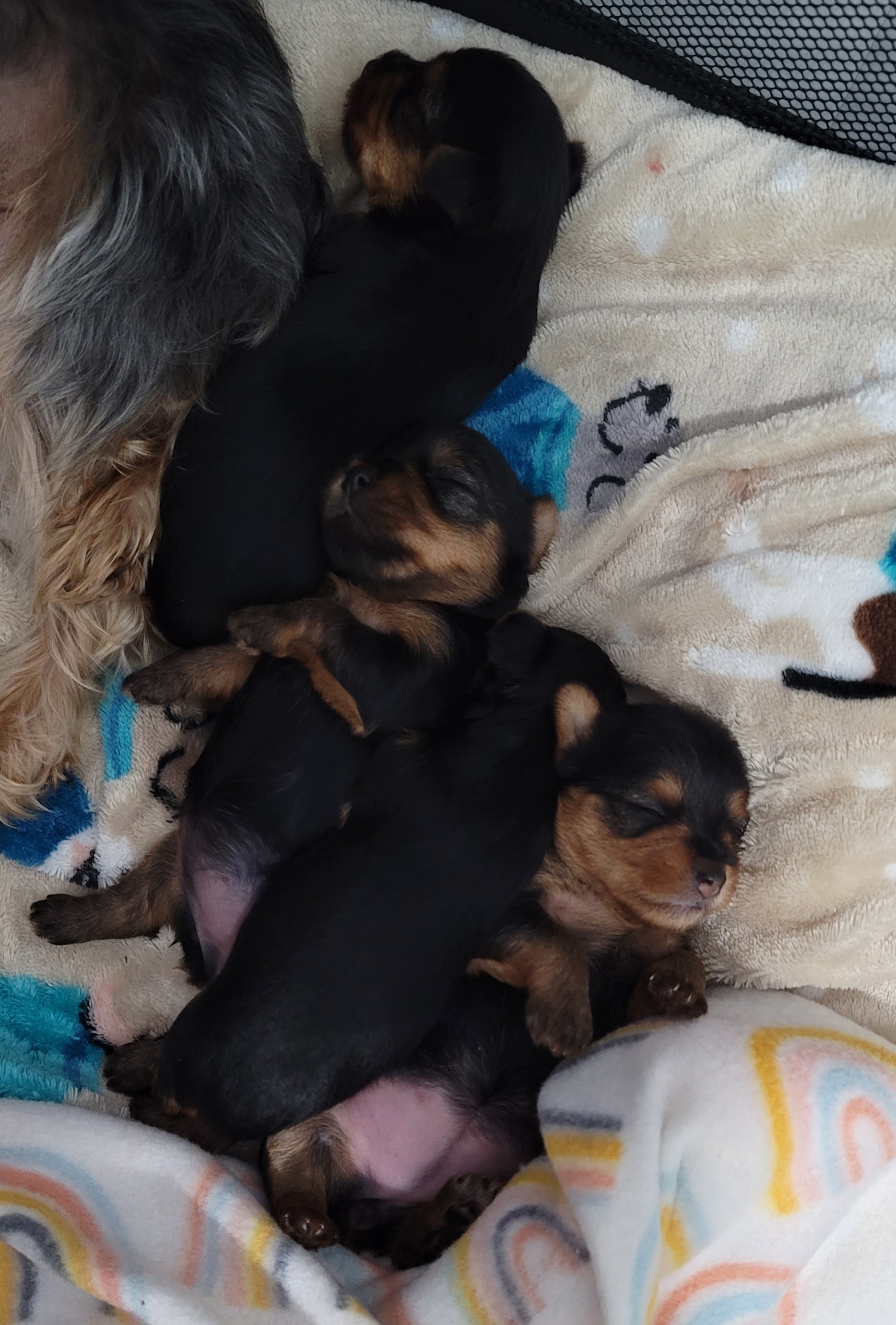 Yorkie Female