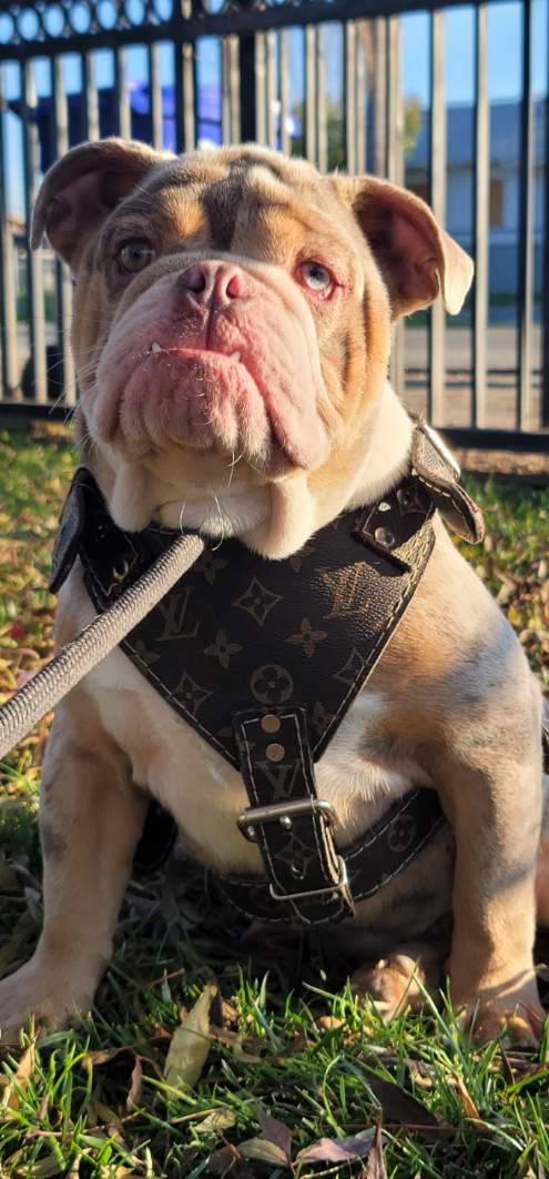 english bulldog