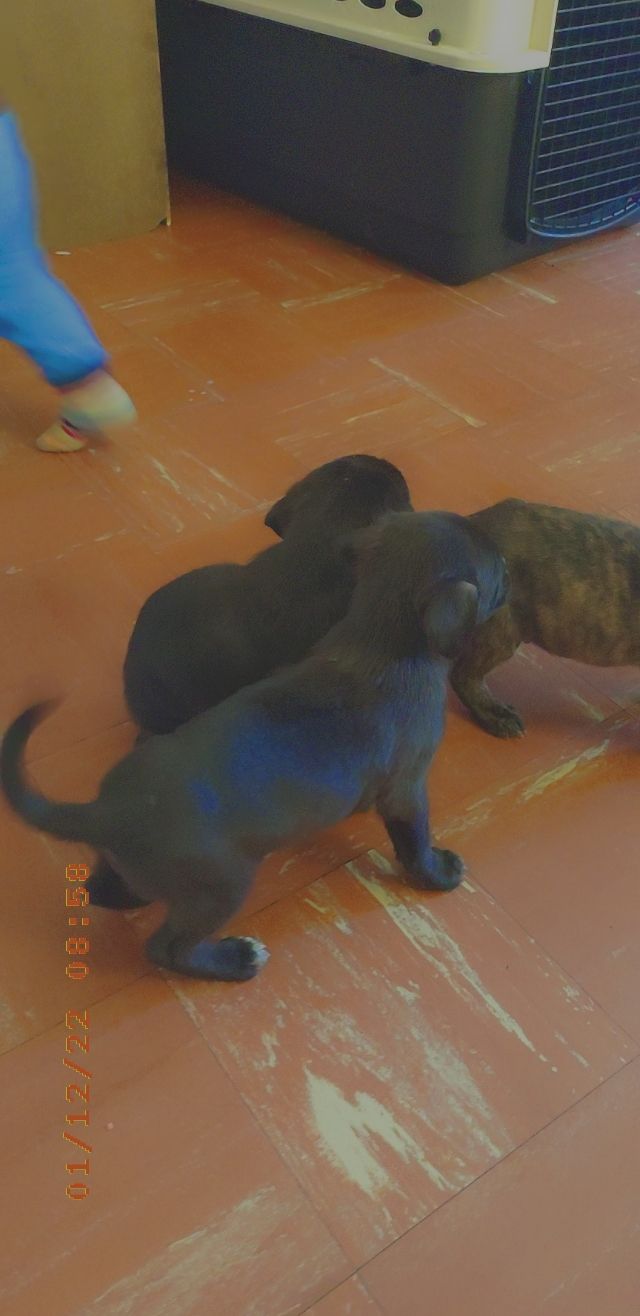 Puppies