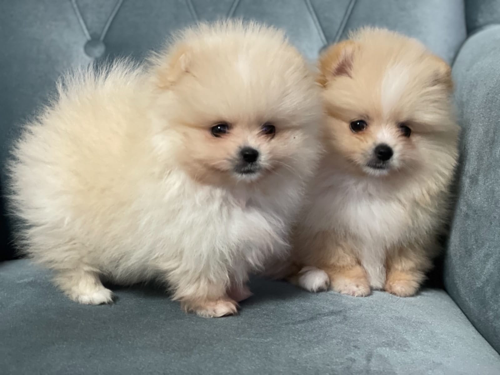 cute shih tzu puppies available