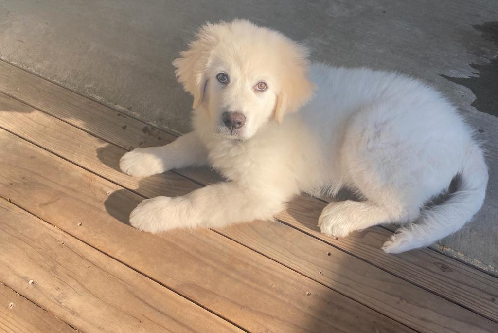 Cute puppy