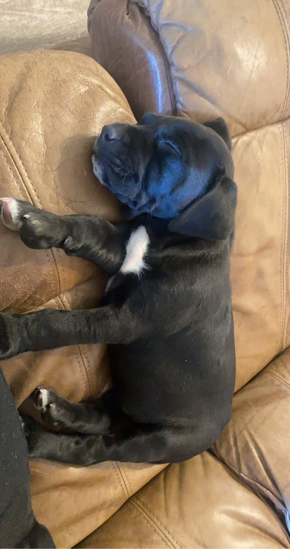 Black Bluenose pittbull 8weeks old!
