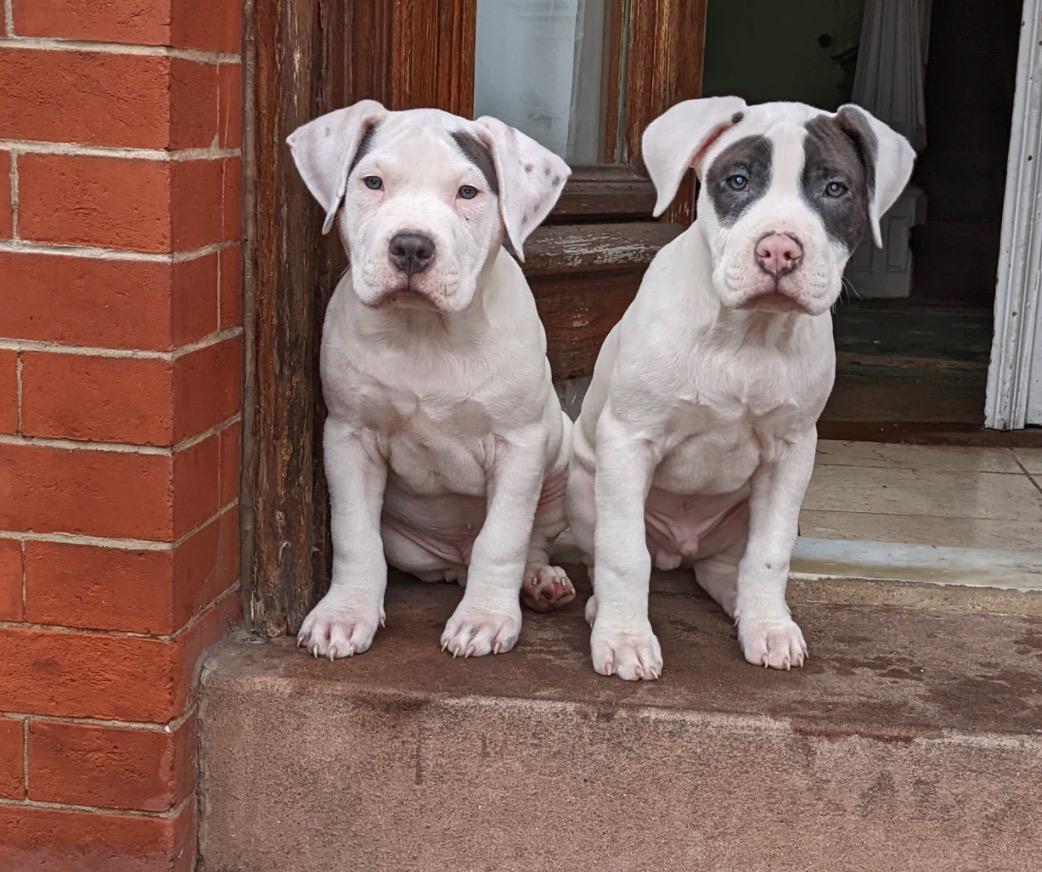 Blue nose Razor