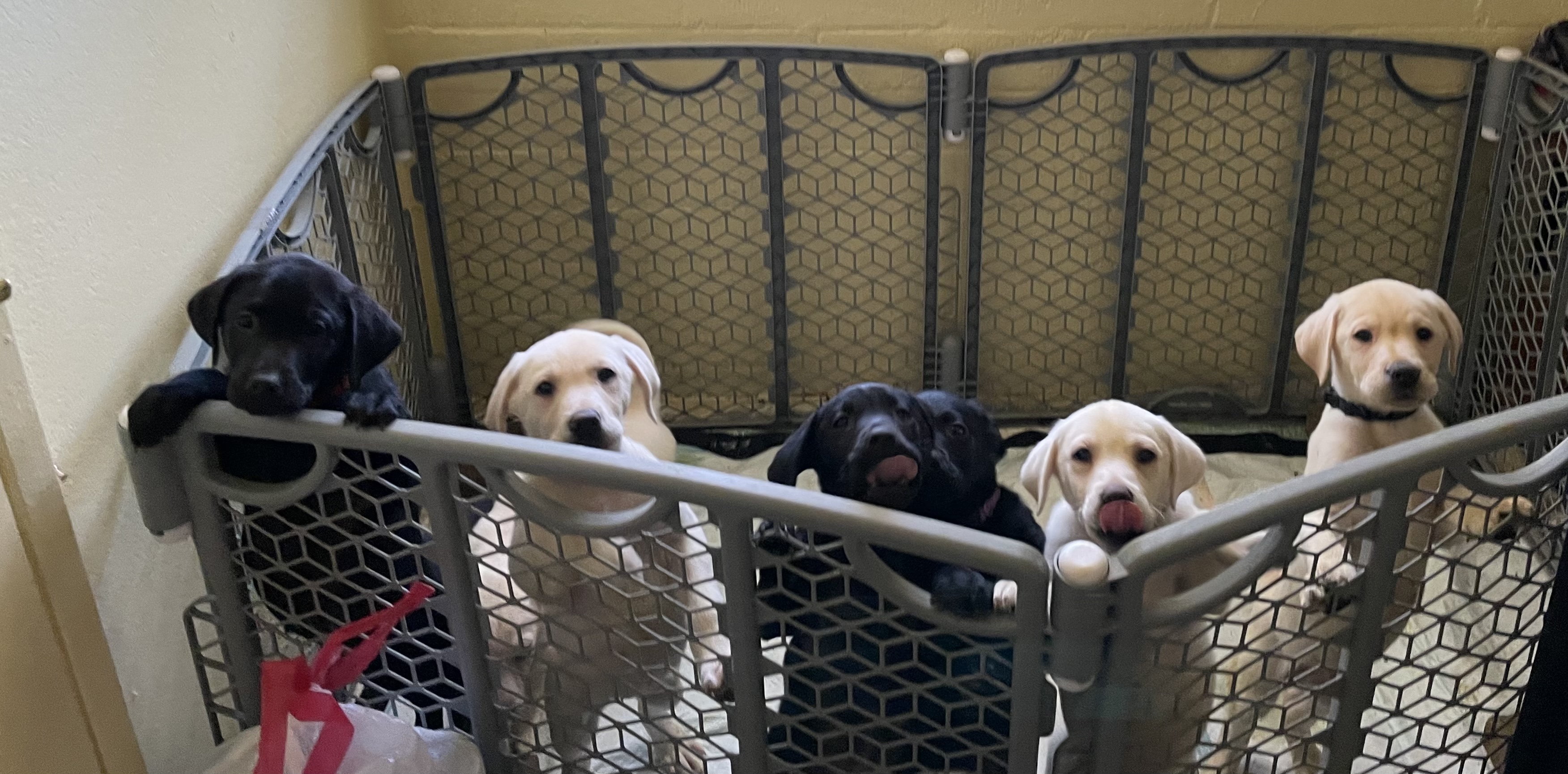 Labrador Puppies Take Home Today
