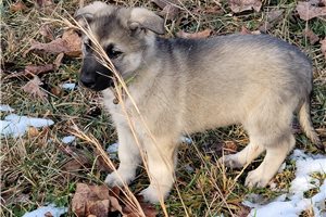 AKC Full Blood Old World Straight Backed German Shepherd Puppies