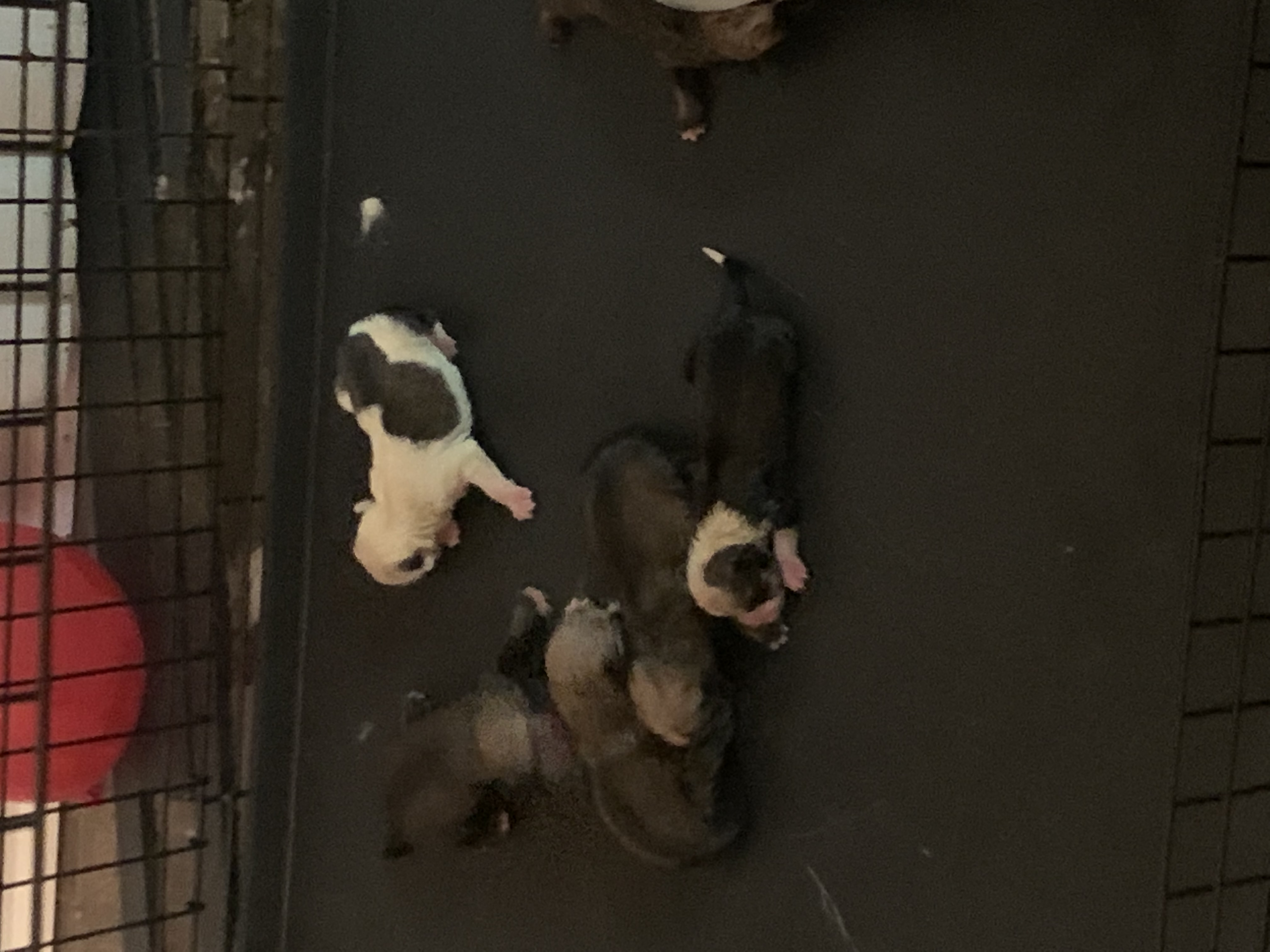 Husky and golden retriever puppies for sale