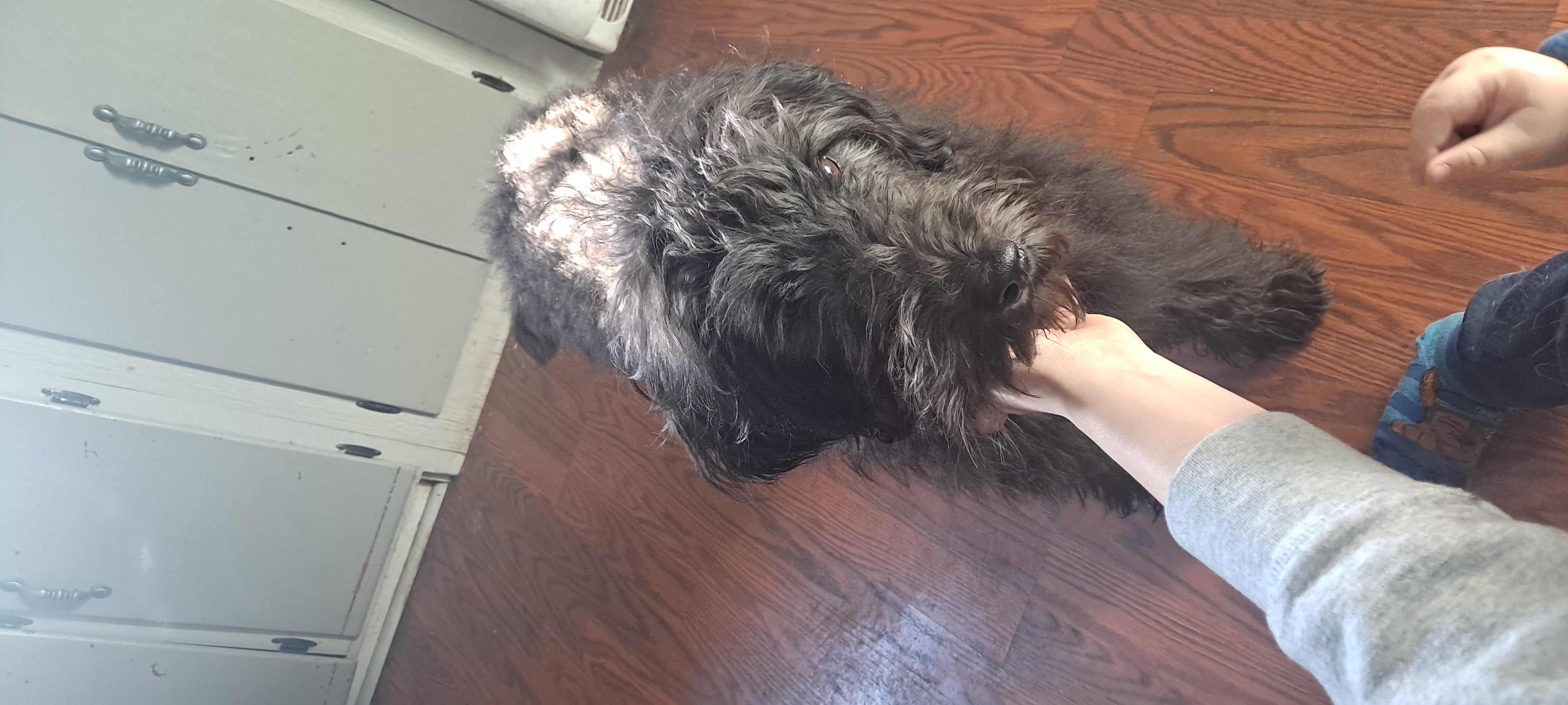 Mini bernedoodle