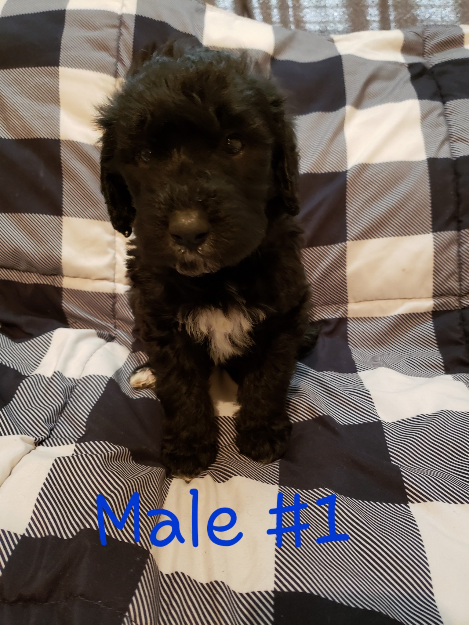 Labradoodle