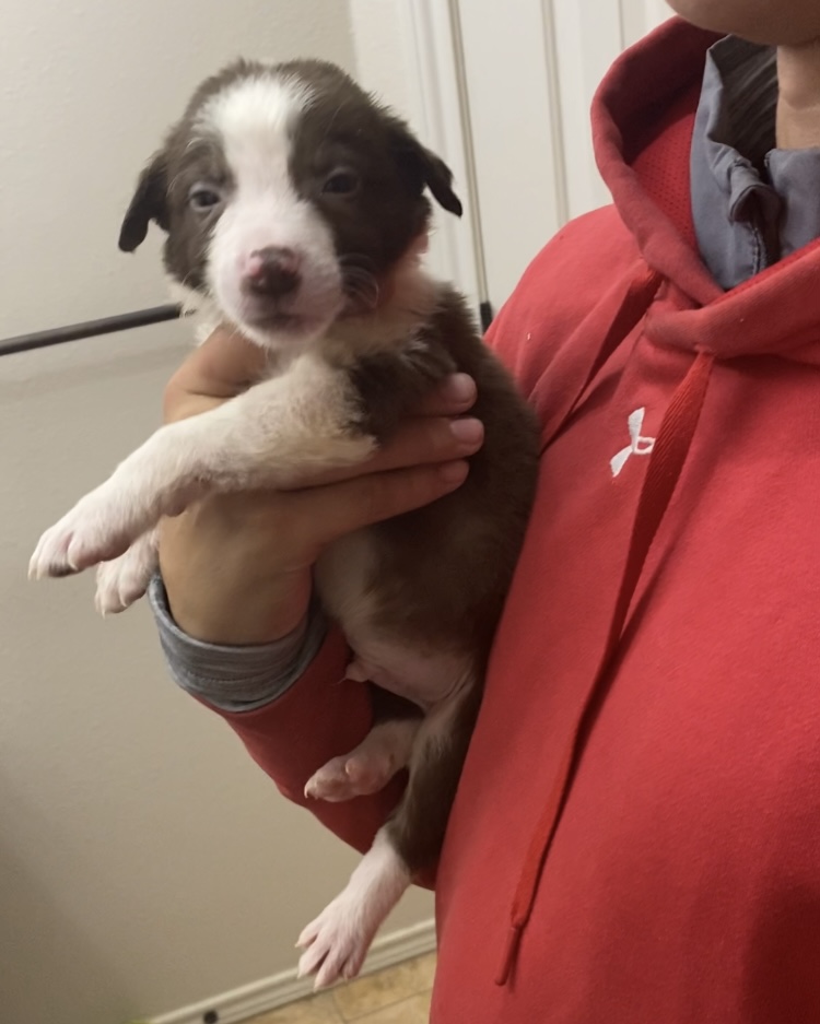 Border Collie puppies