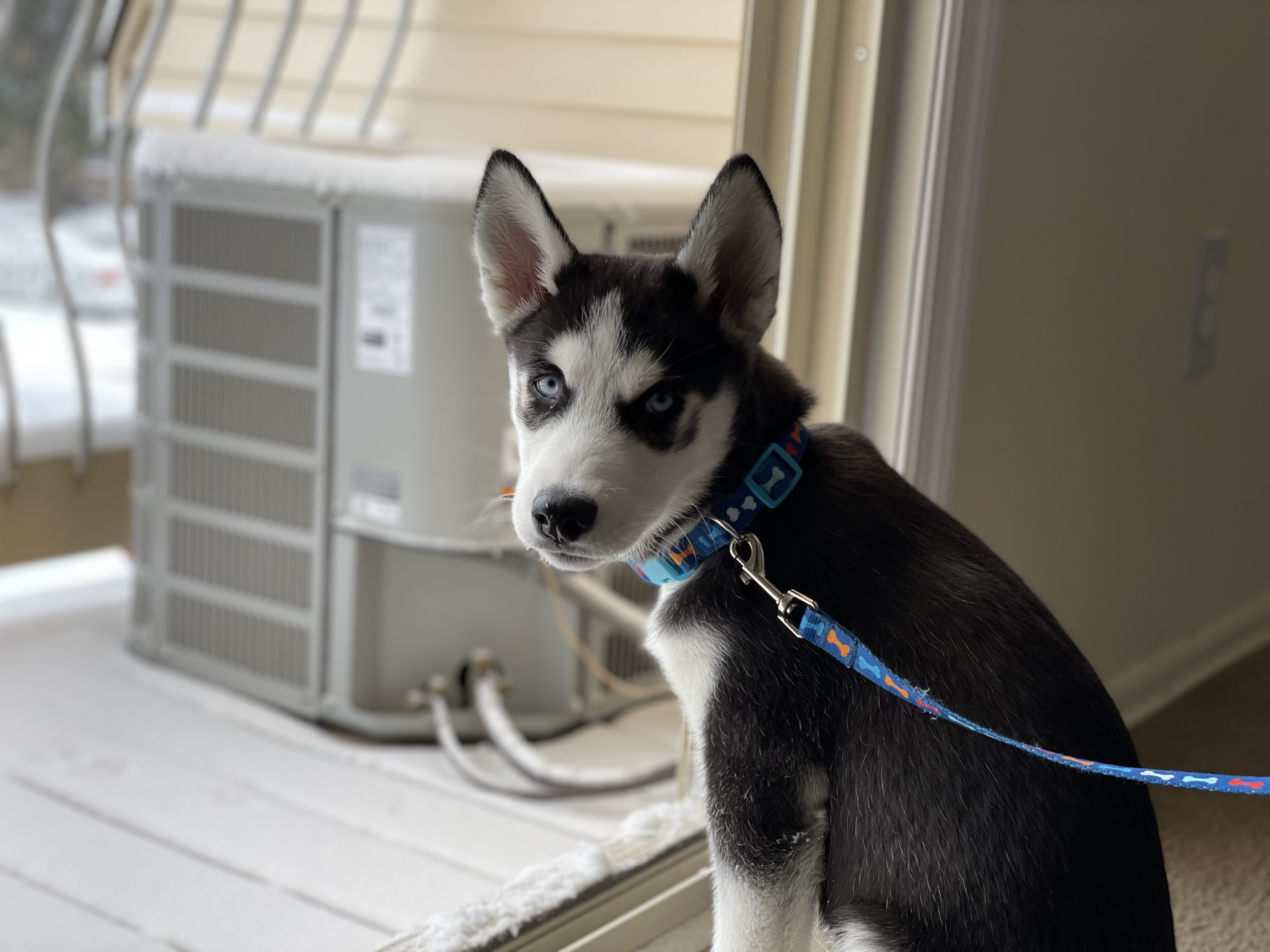 Siberian Husky – AKC Certified – 3 months old