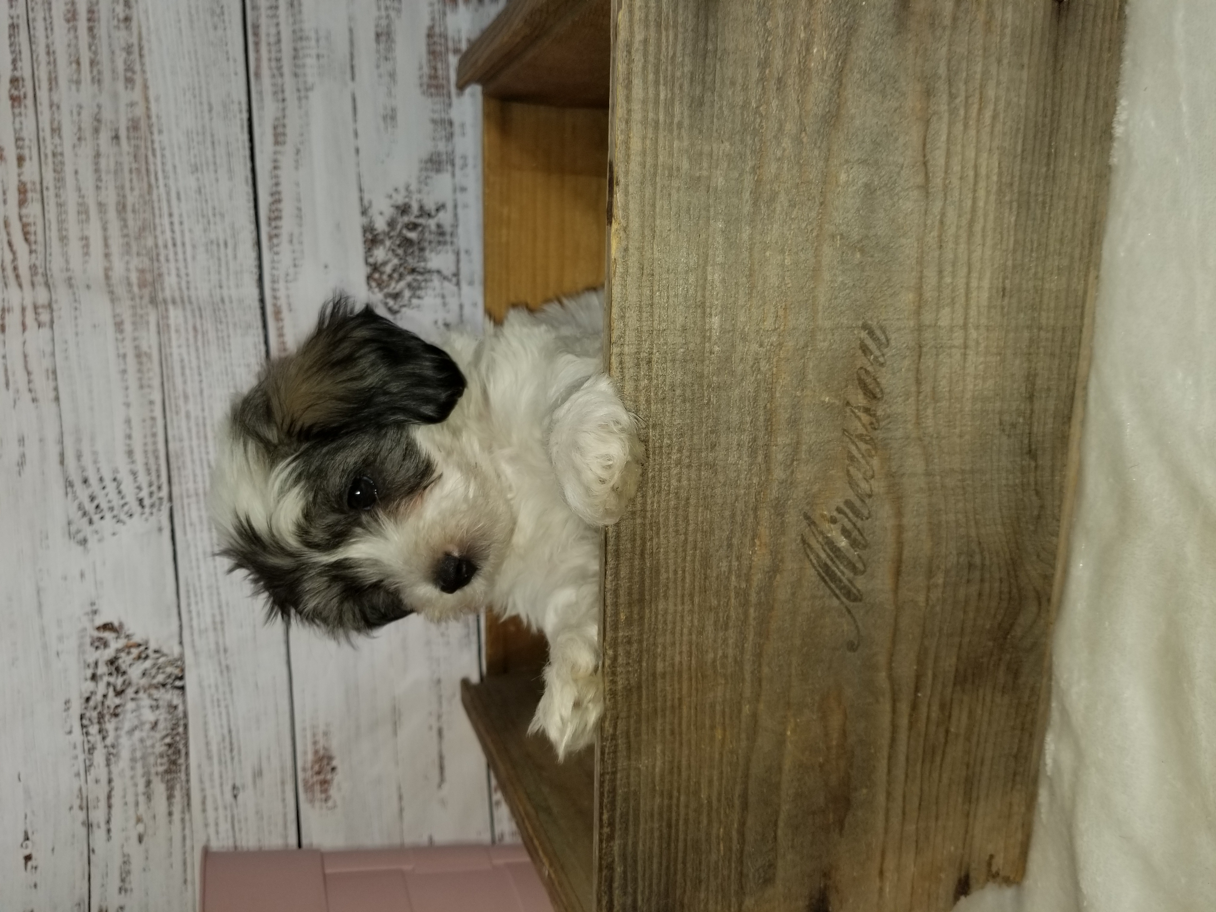 Teddidoodle