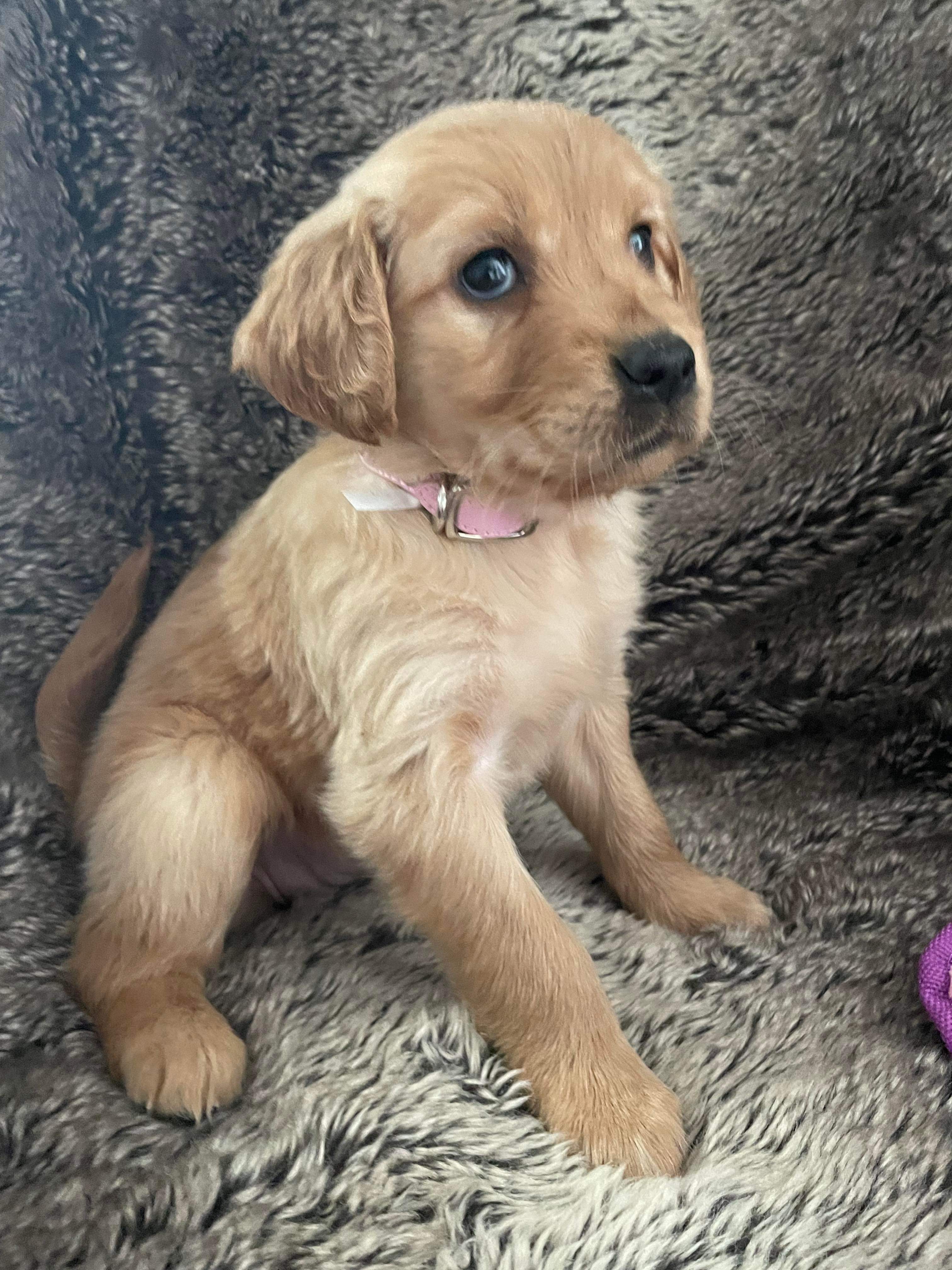 AKC Registered Golden Retriever Puppies