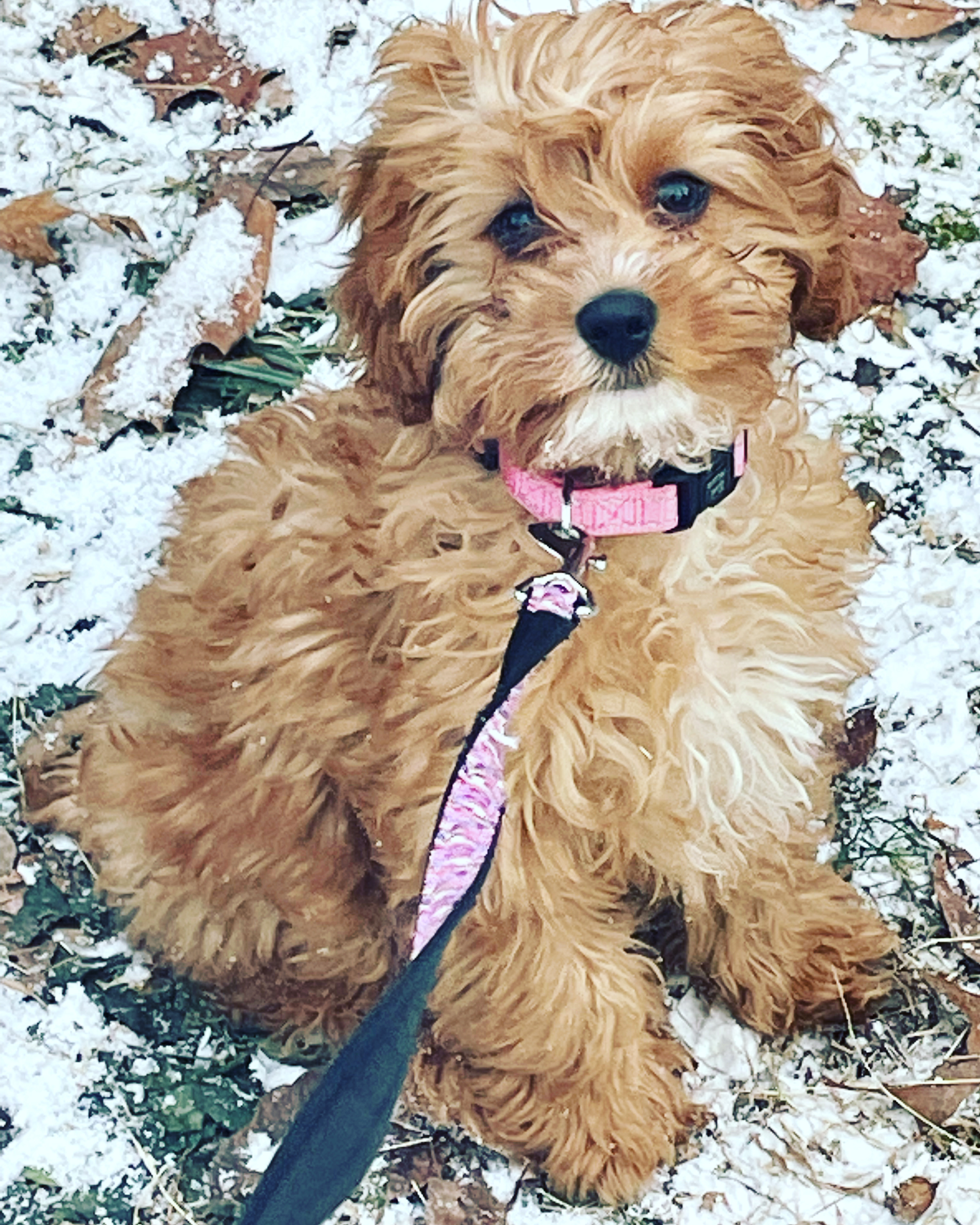 Apricot Cavapoo puppy
