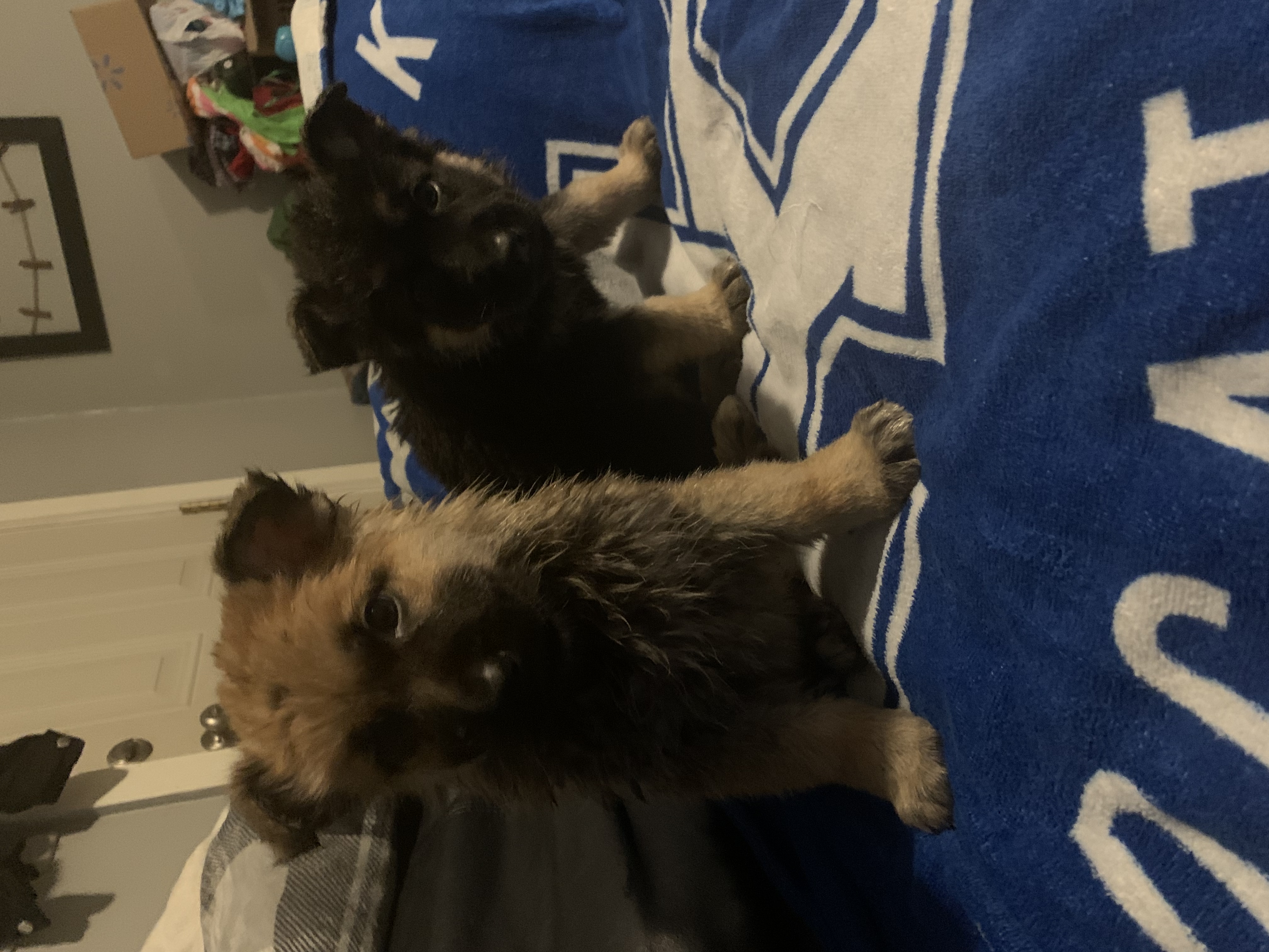 German shepherd puppies pure bred not registered