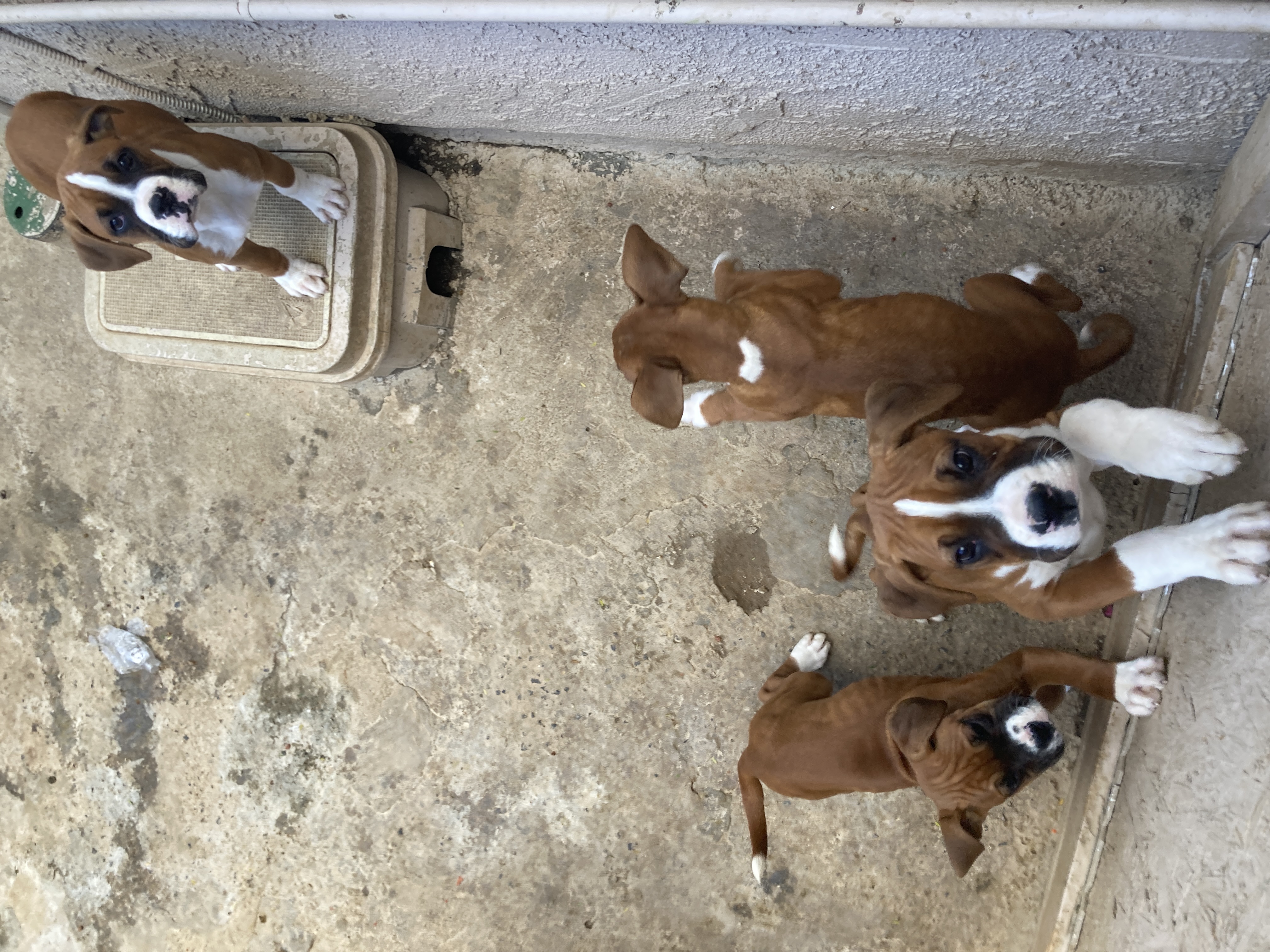 Boxer puppies