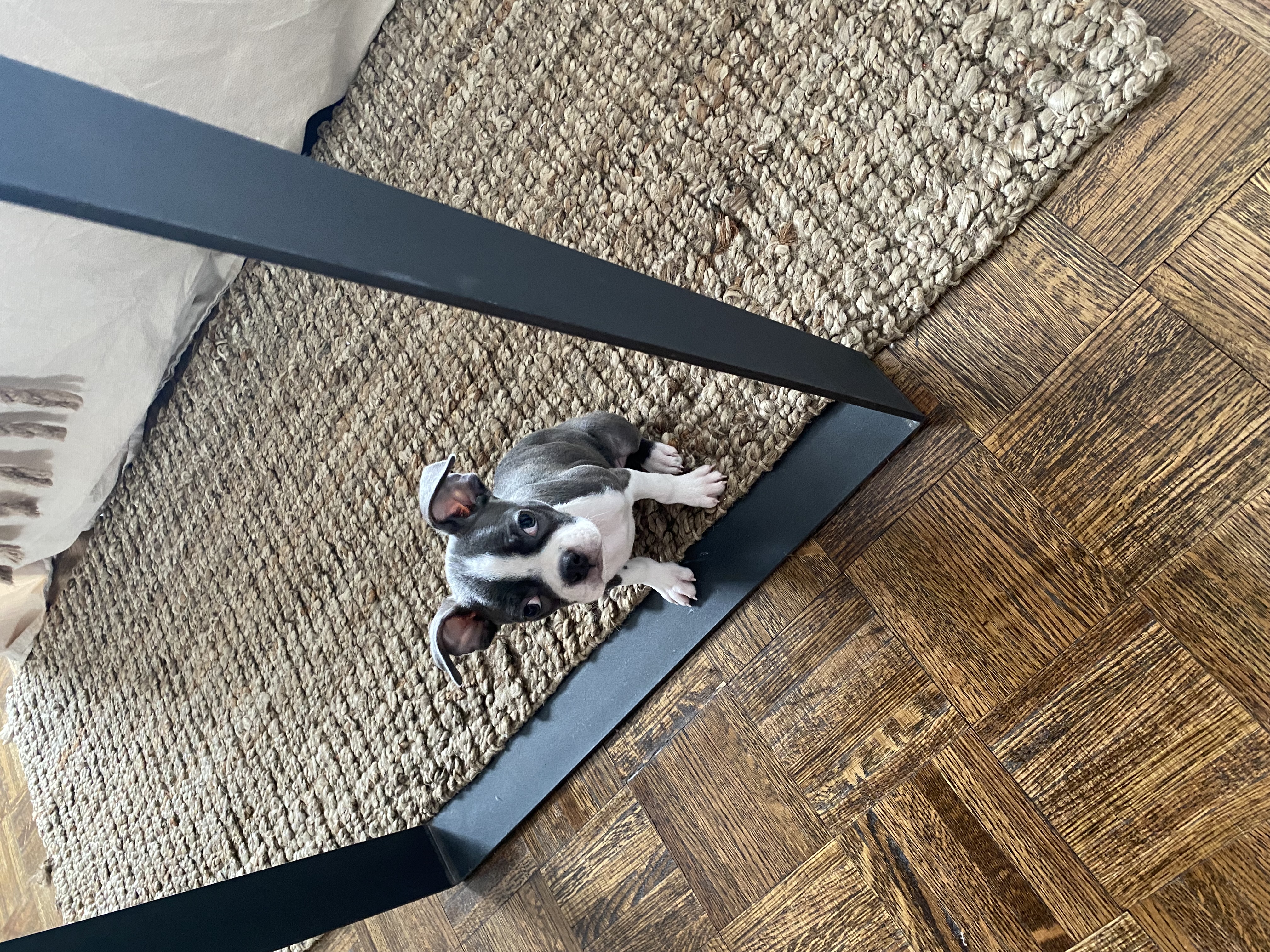Blue Boston terrier Puppy