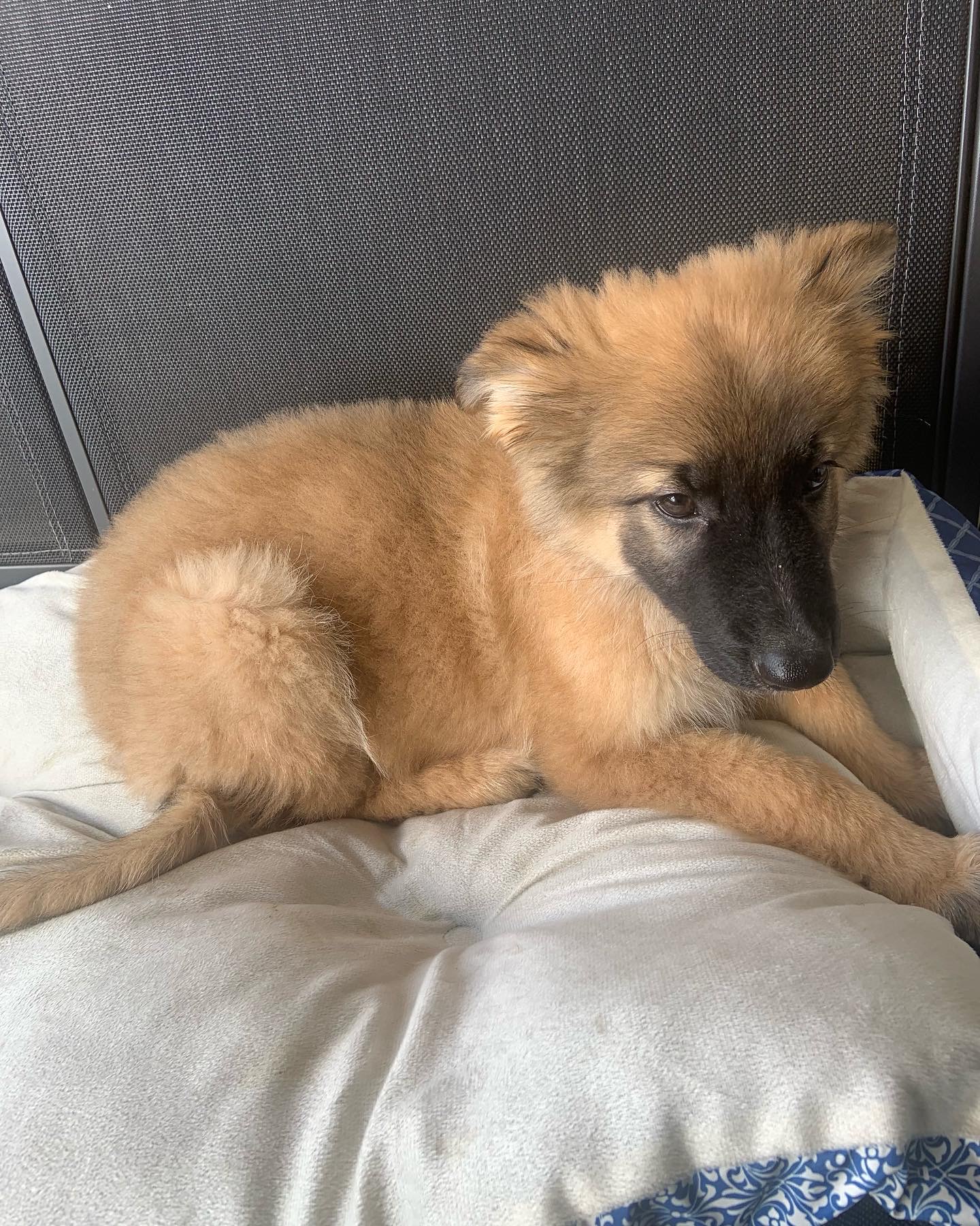 German Shepard Puppy , 9 weeks old
