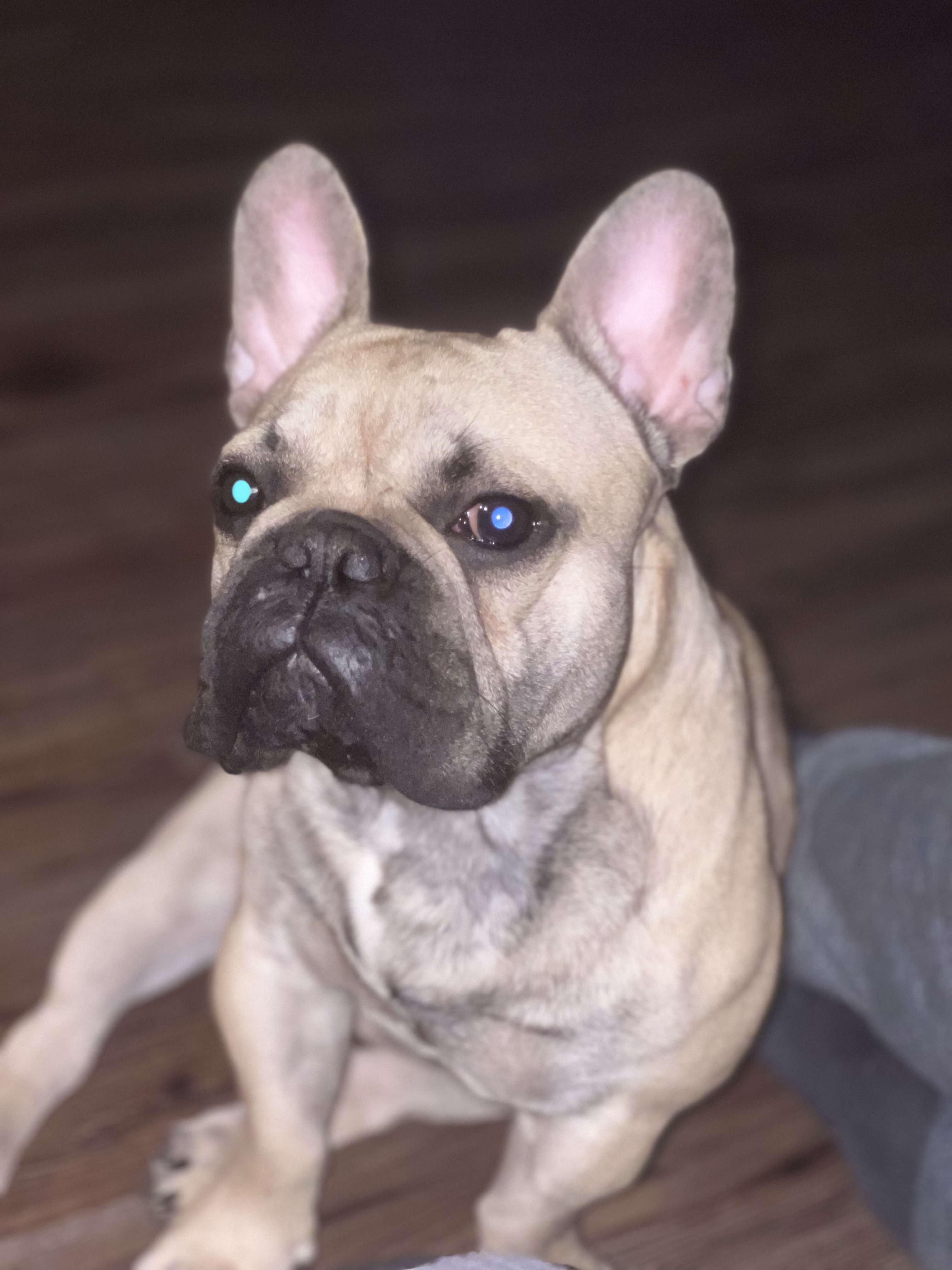 Fawn French Bulldog