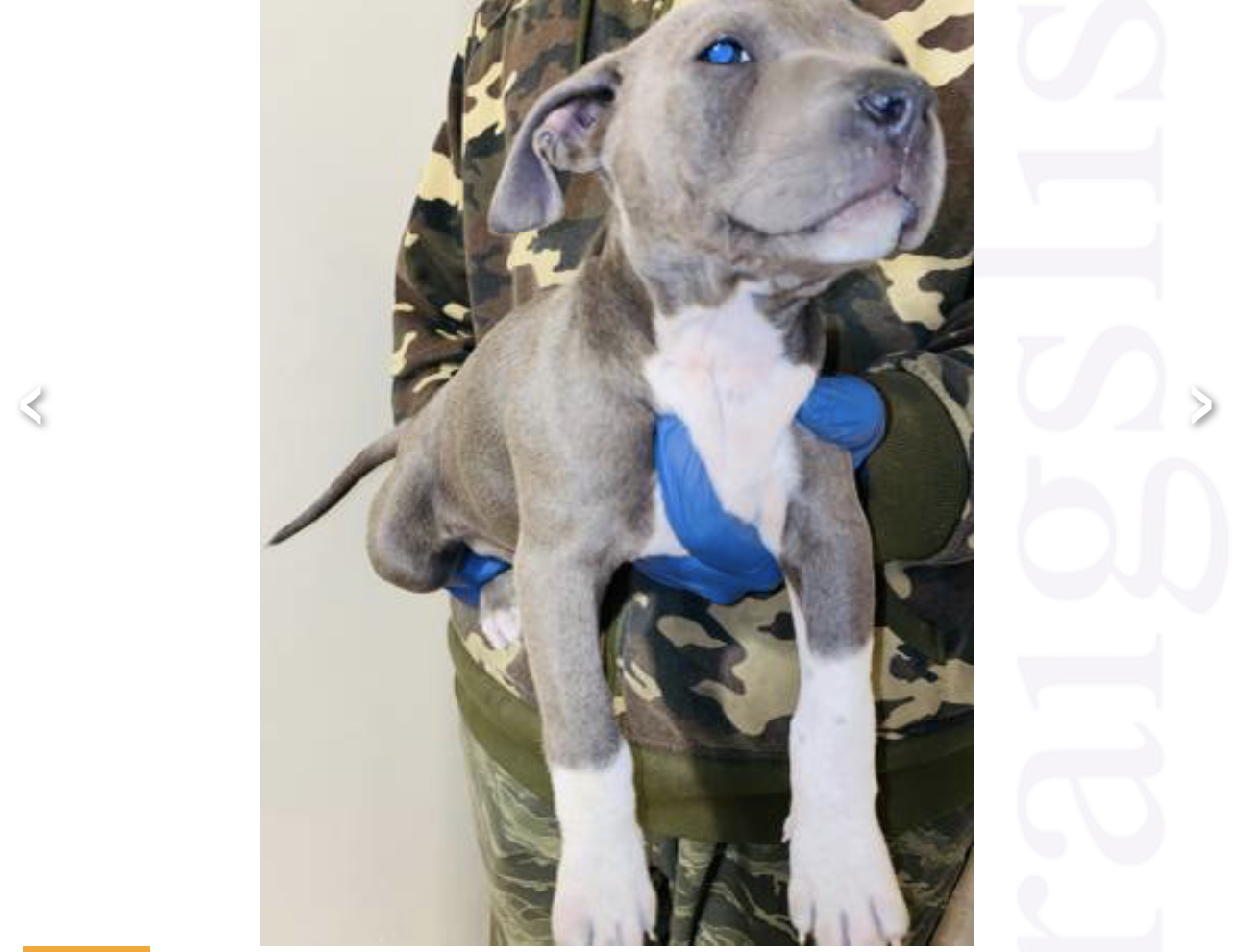 Amarican pitbull