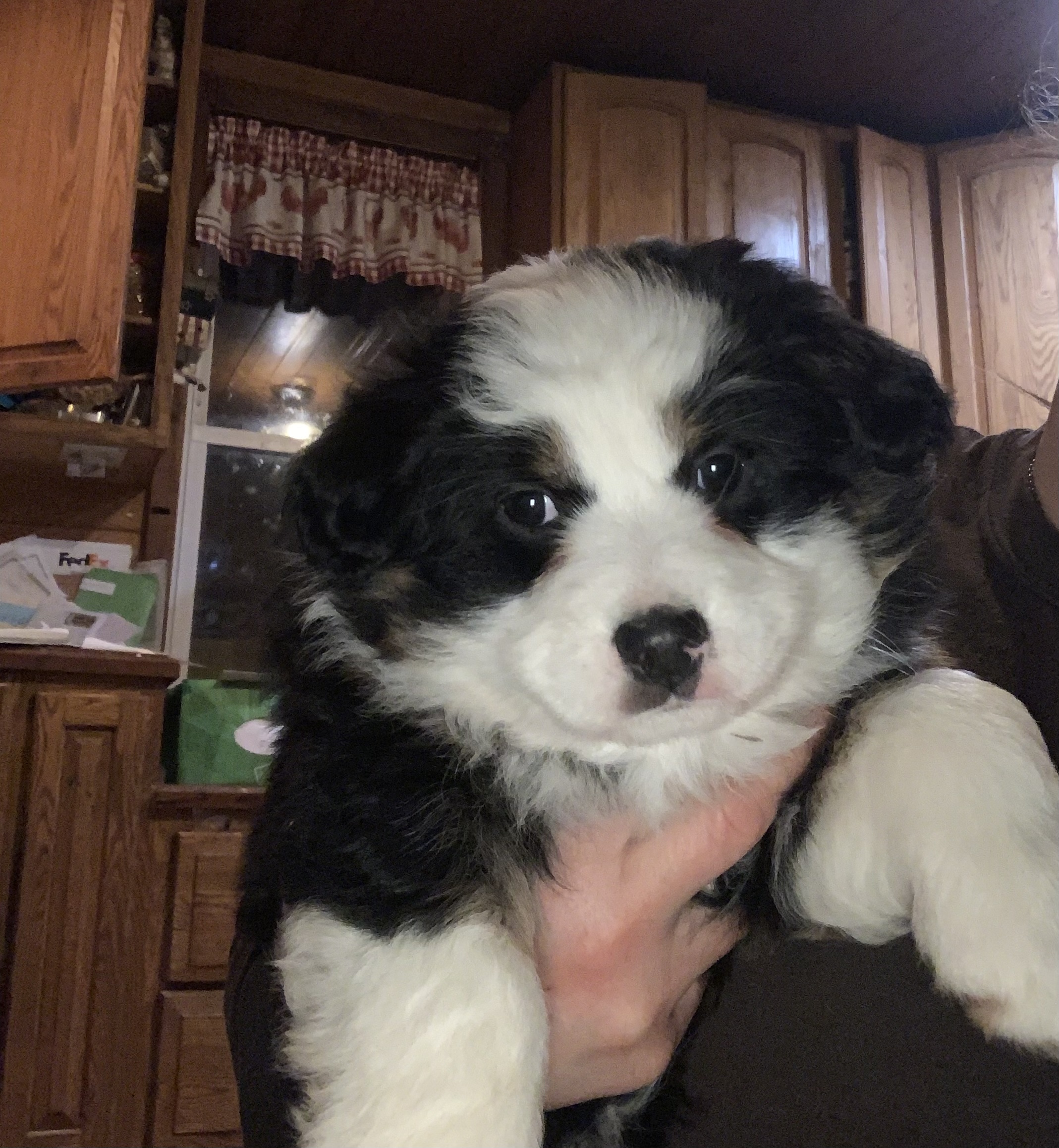 Australian Shepherd puppies
