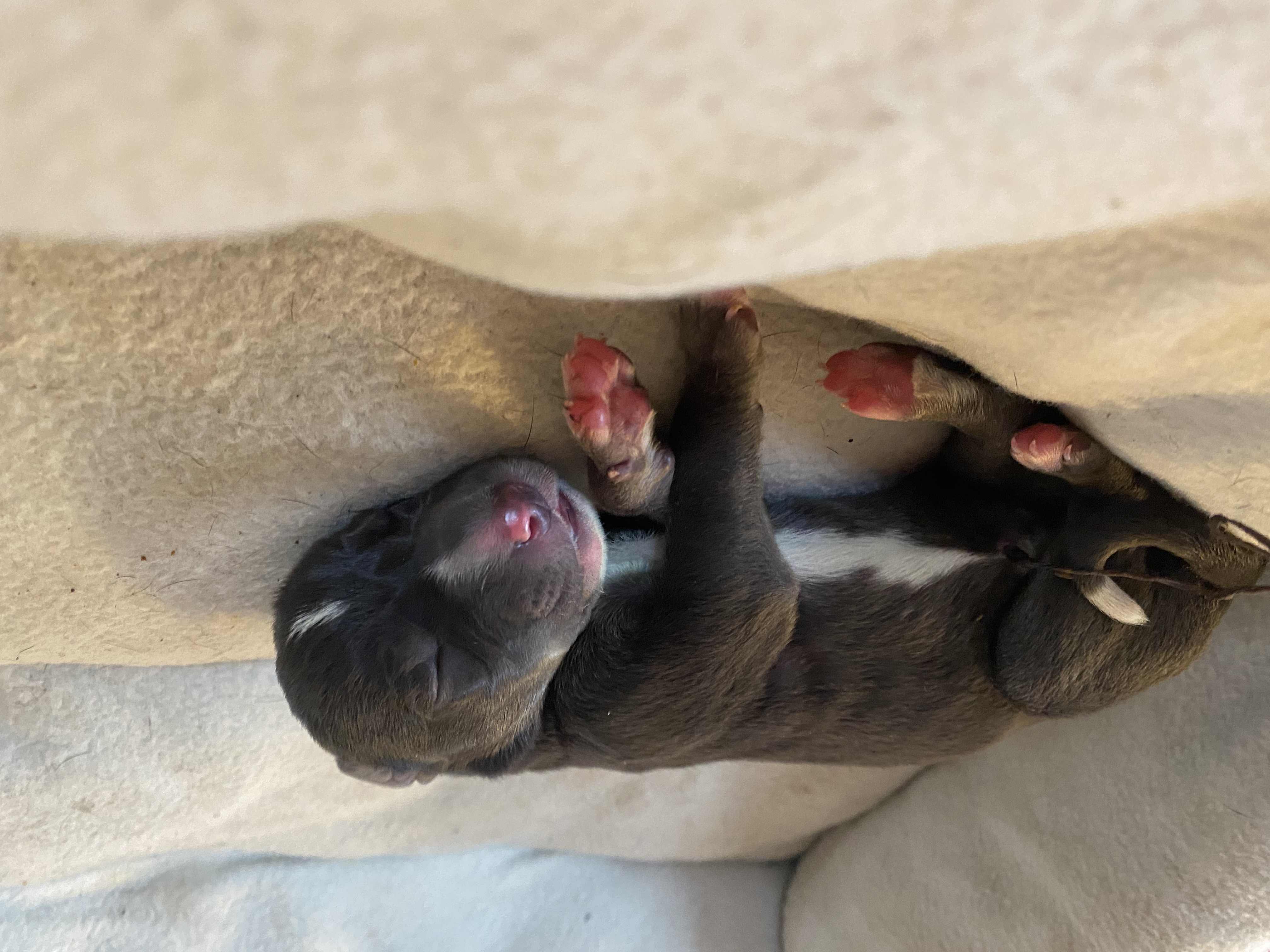 Great Dane pups for sale