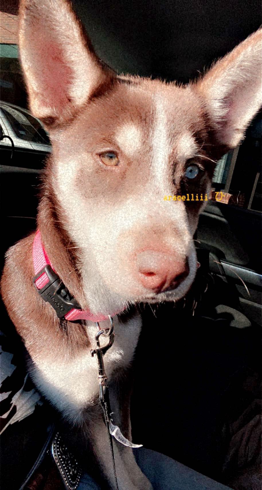 My Puppy khole