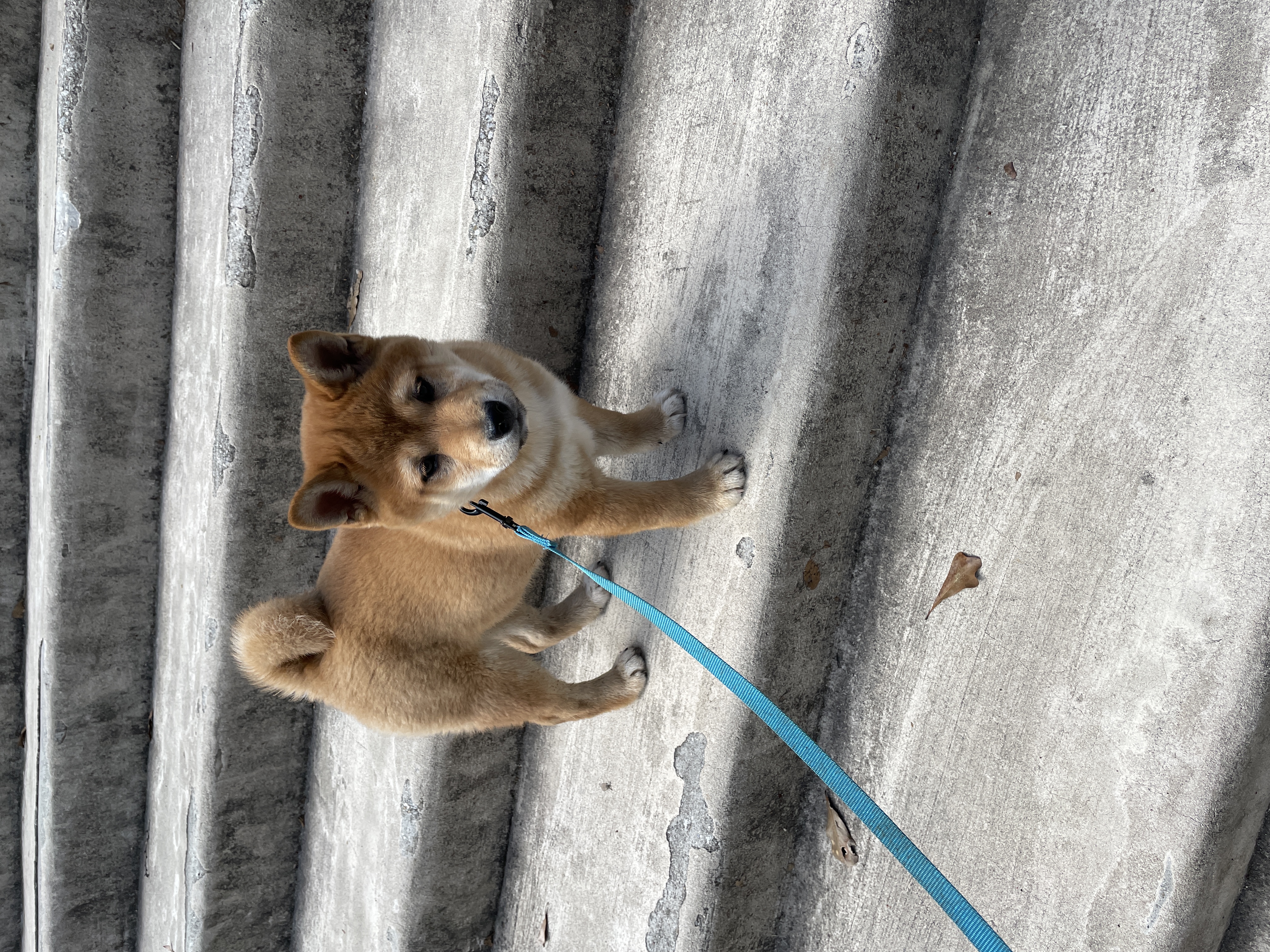 15 Weeks Red Shiba-Inu Boy