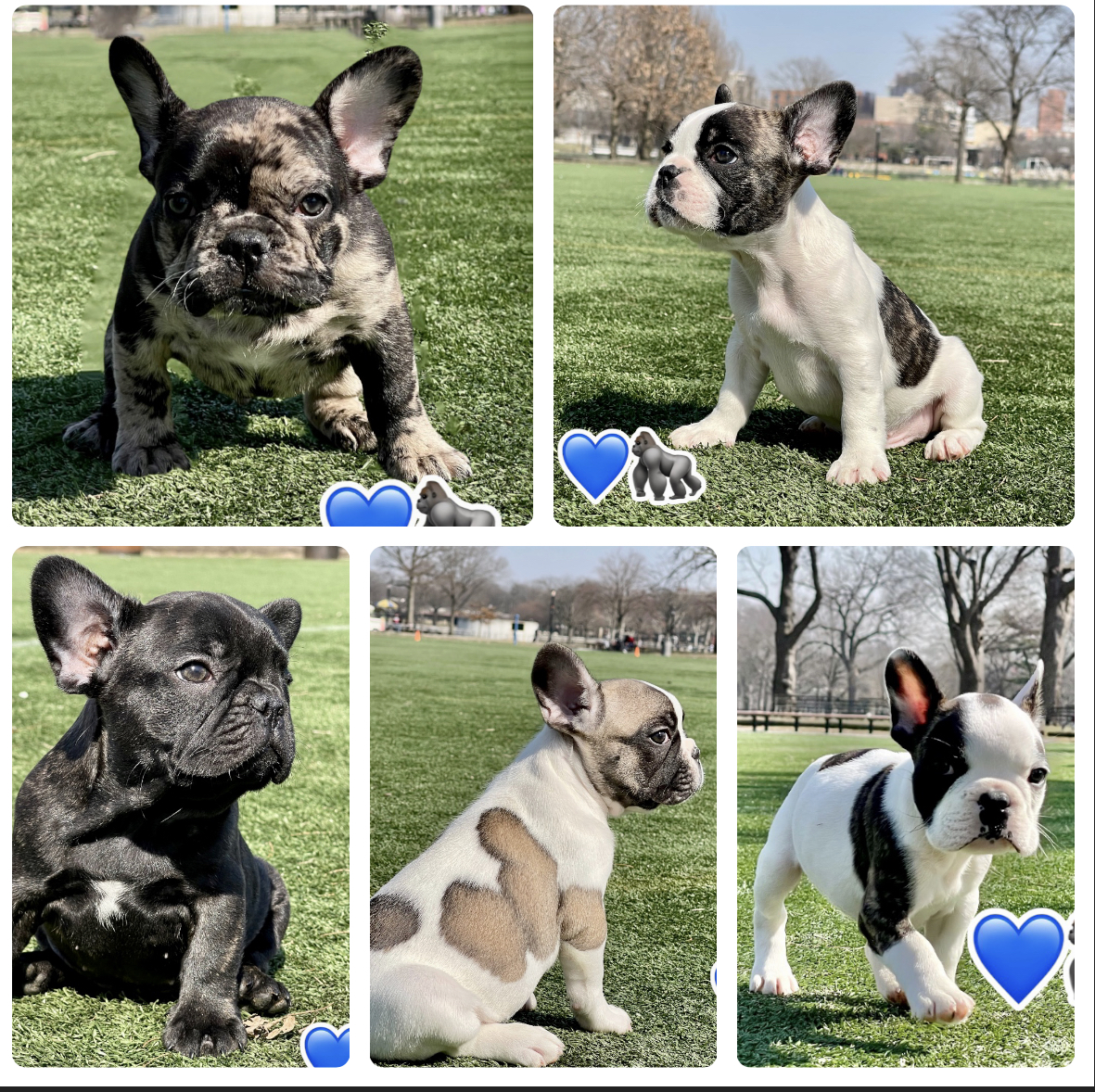 French bulldog